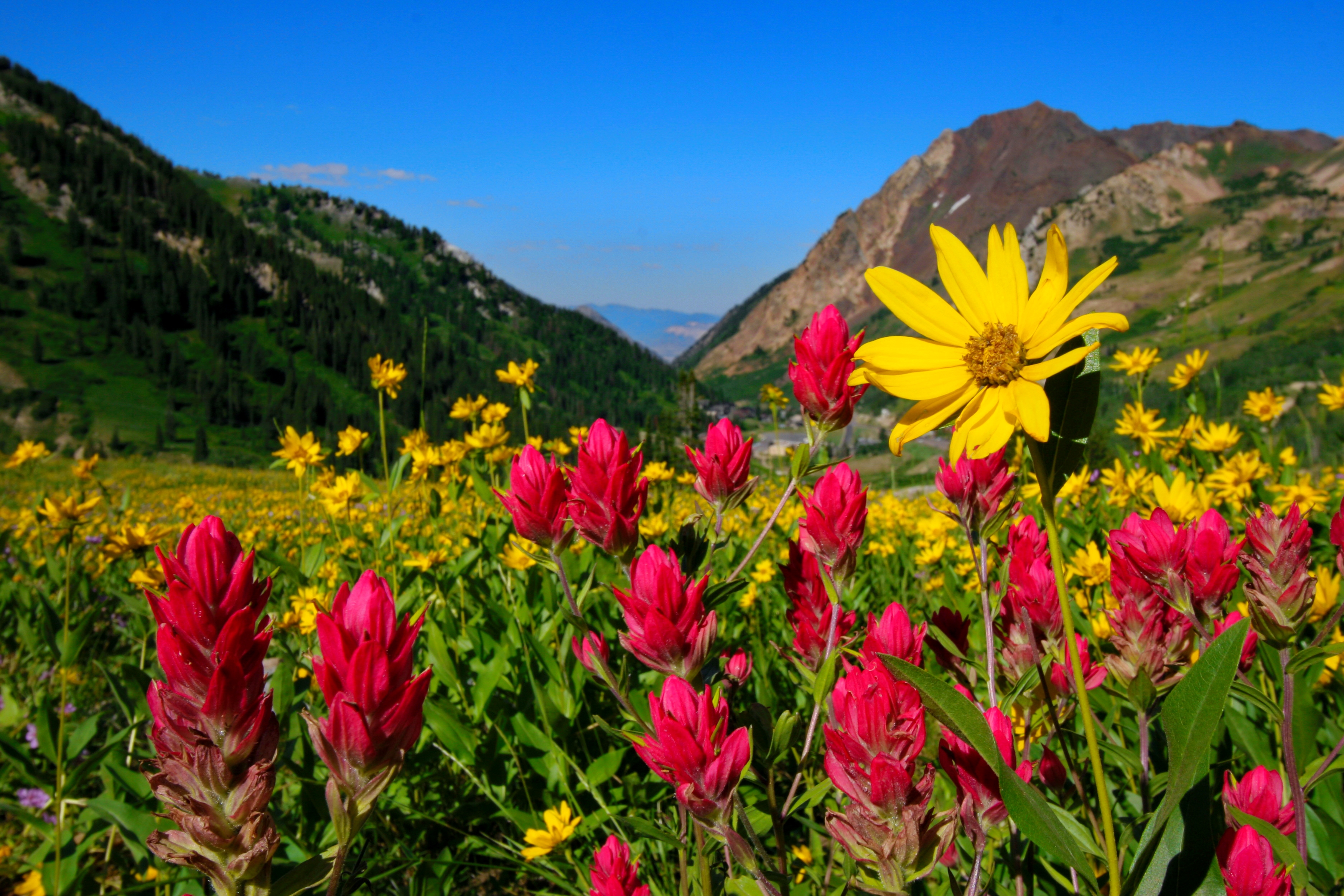 Free download wallpaper Flowers, Mountain, Flower, Forest, Earth, Yellow Flower, Pink Flower on your PC desktop