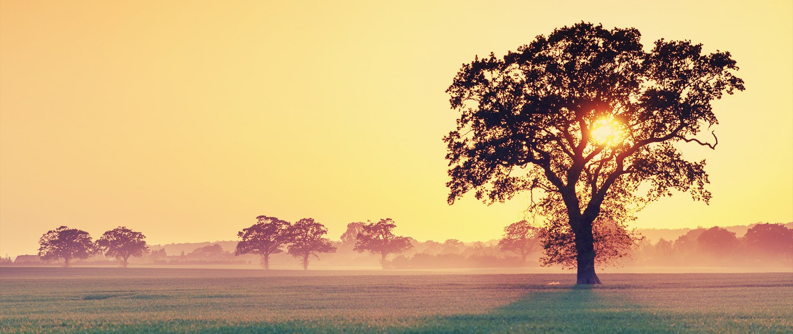 Laden Sie das Landschaft, Natur, Baum, Feld, Sonnenlicht, Sonnenuntergang, Sonne, Erde/natur-Bild kostenlos auf Ihren PC-Desktop herunter