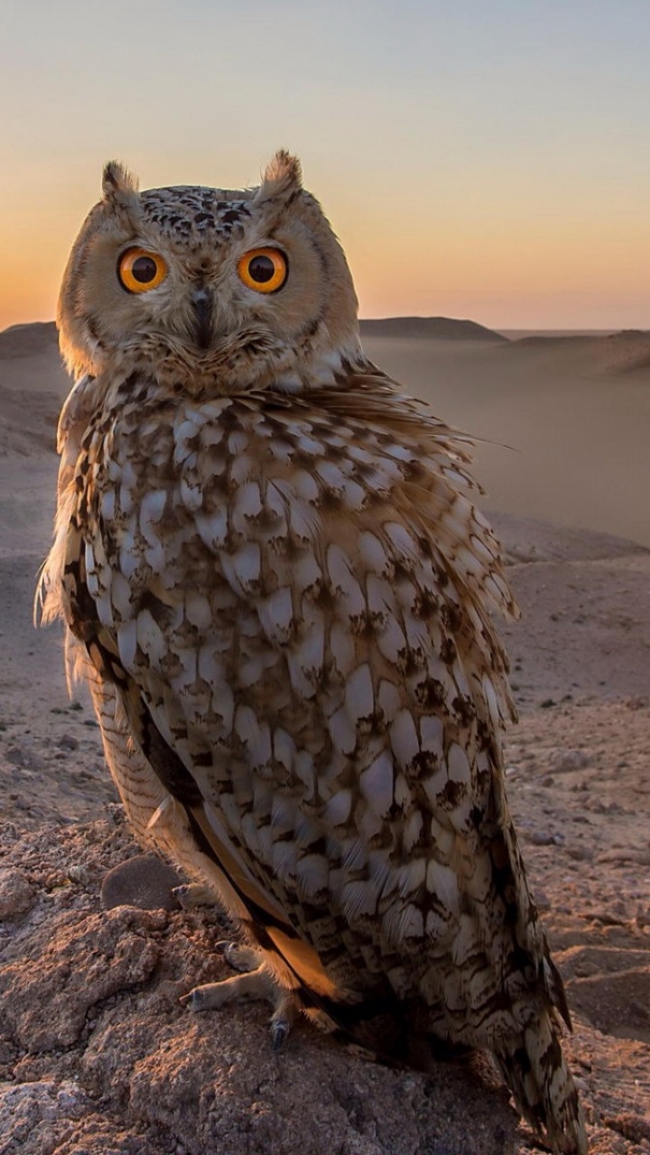  Owl Cellphone FHD pic