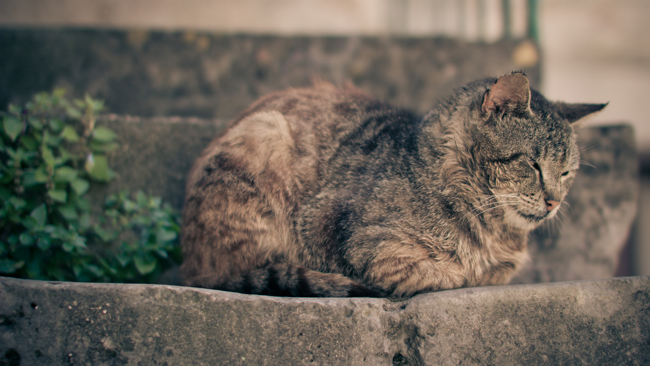 Baixe gratuitamente a imagem Gato, Gatos, Animais na área de trabalho do seu PC