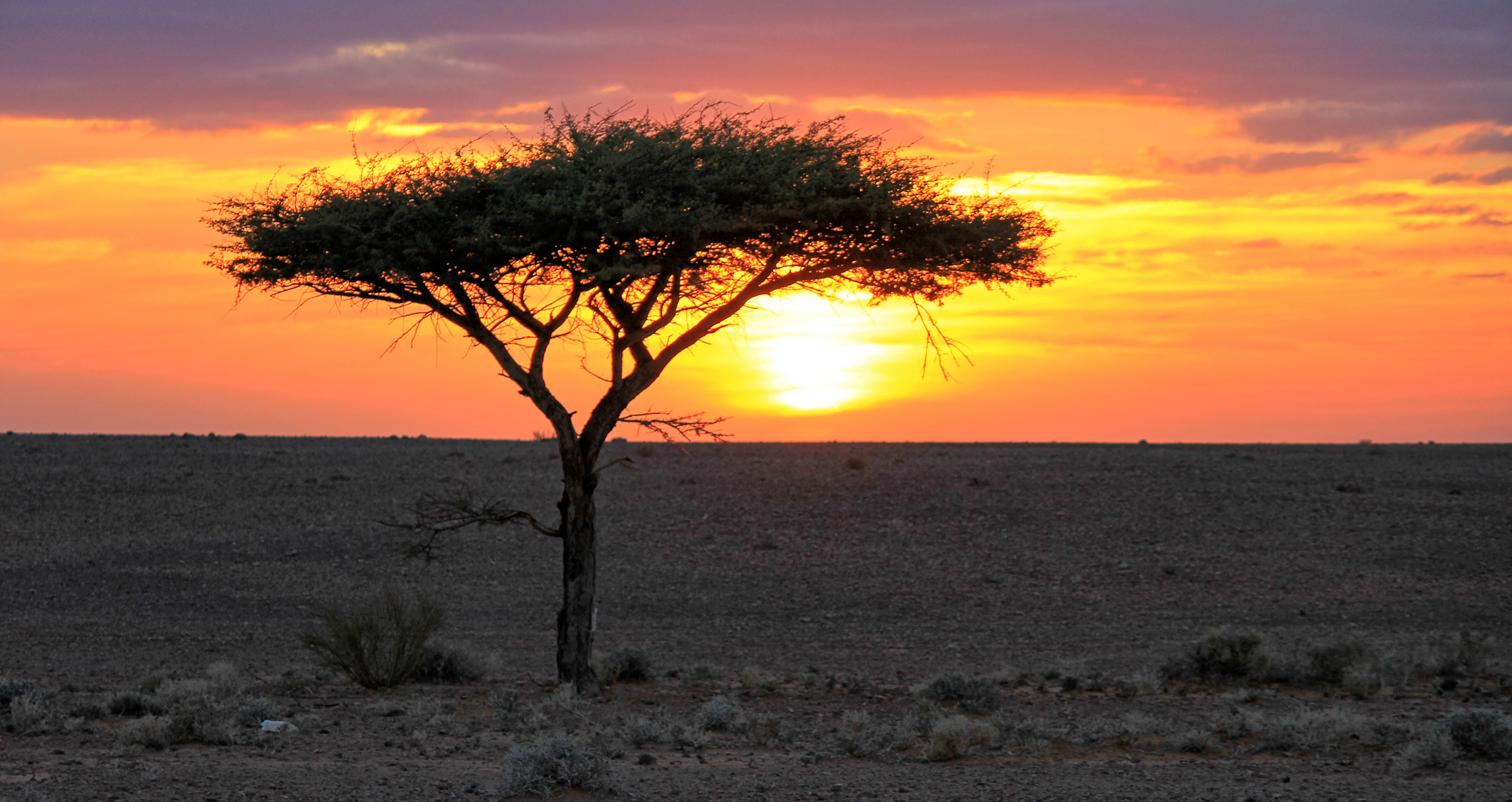 africa, sahara, earth, landscape, algeria, desert, sunset, tree