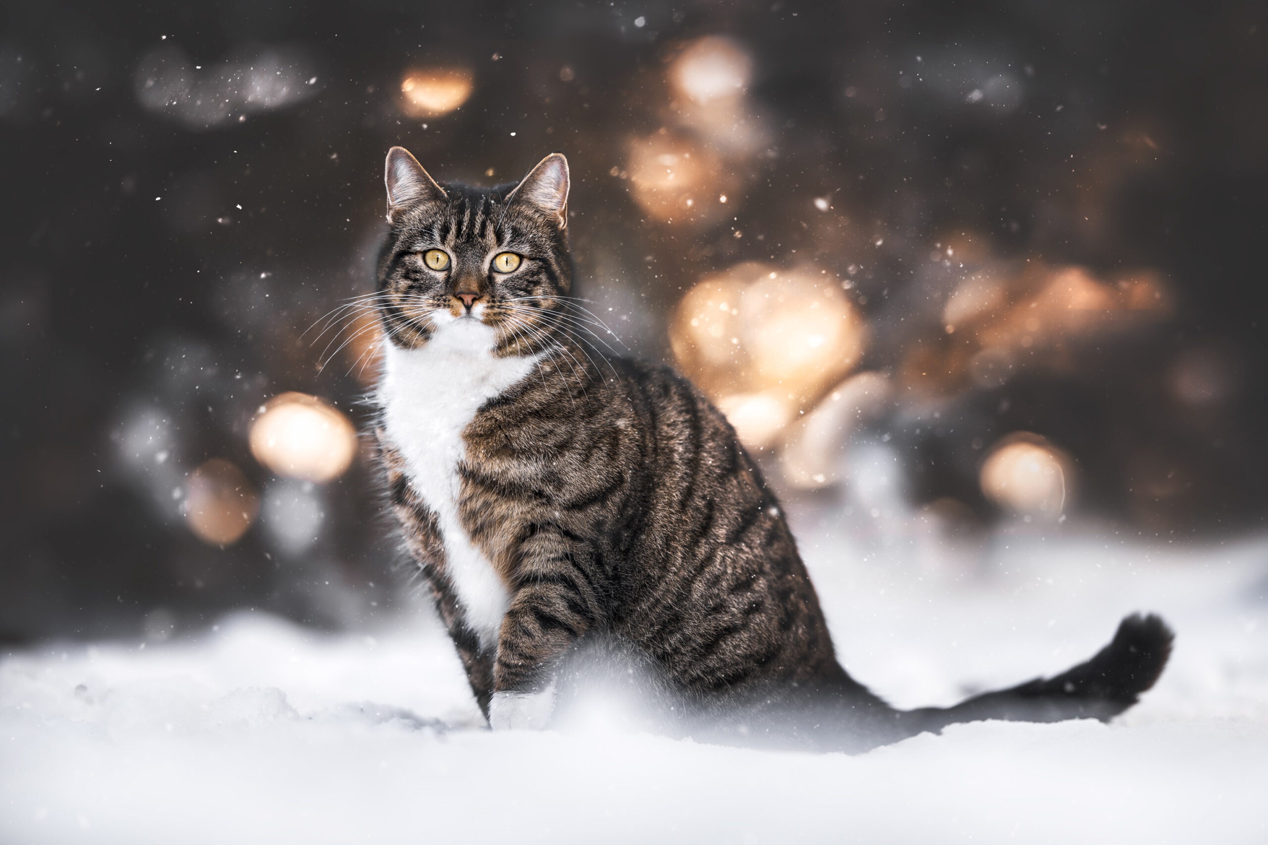 Baixar papel de parede para celular de Animais, Gatos, Gato gratuito.