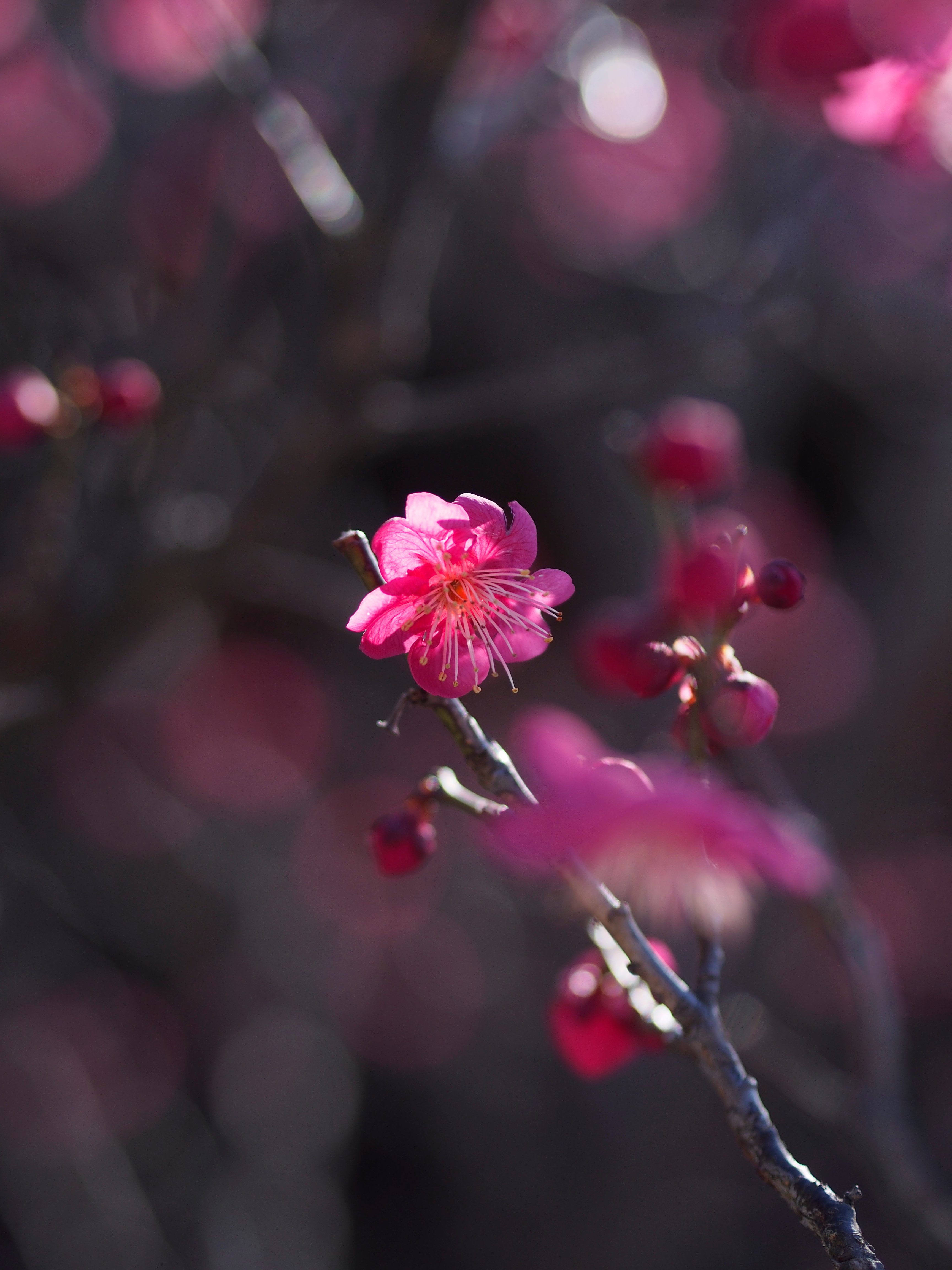 Free download wallpaper Pink, Bush, Flowers, Petals, Bloom, Flowering, Flower, Spring on your PC desktop
