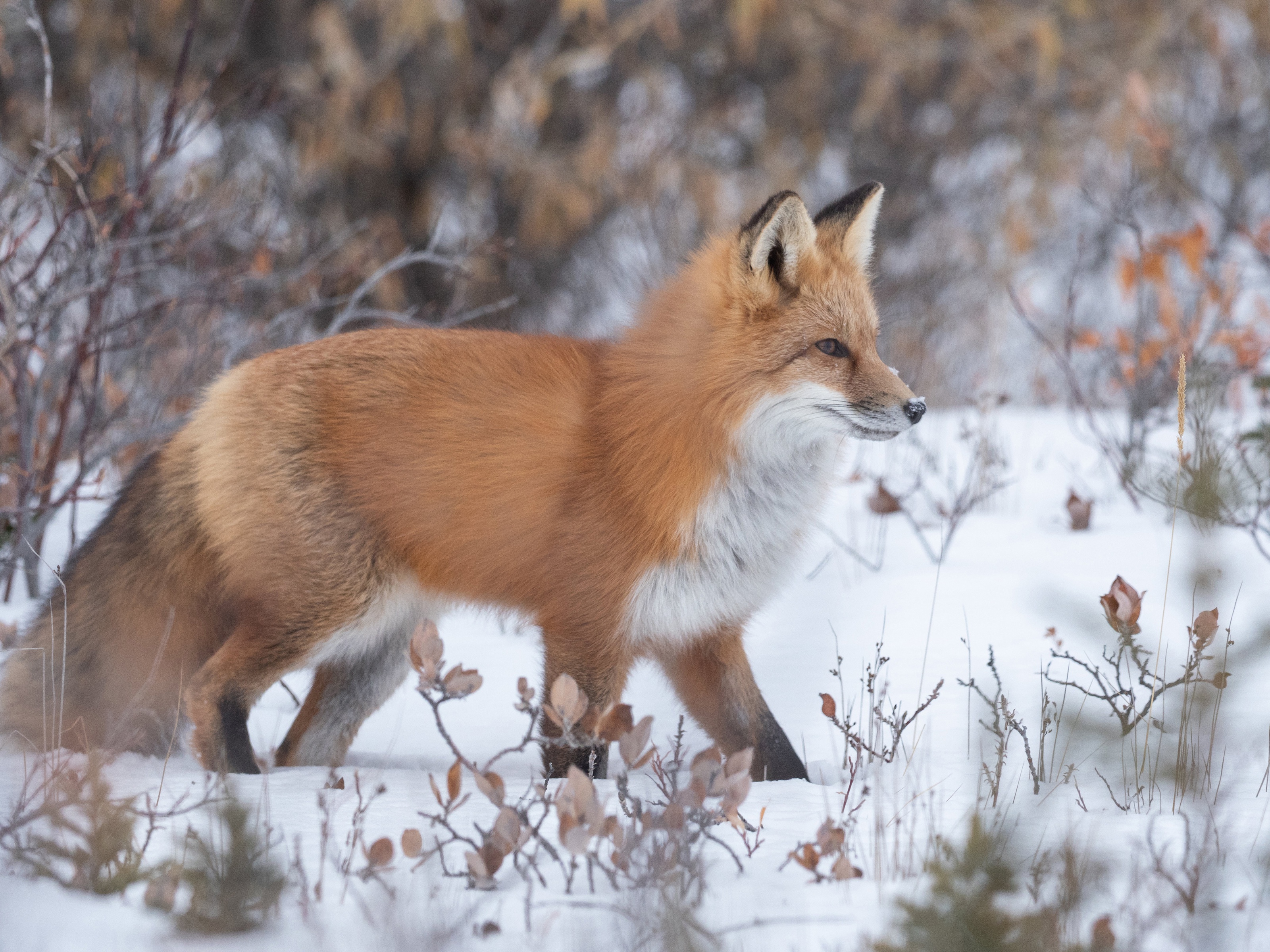 Download mobile wallpaper Winter, Fox, Animal for free.