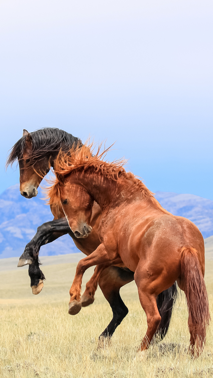 Download mobile wallpaper Landscape, Animal, Horse for free.