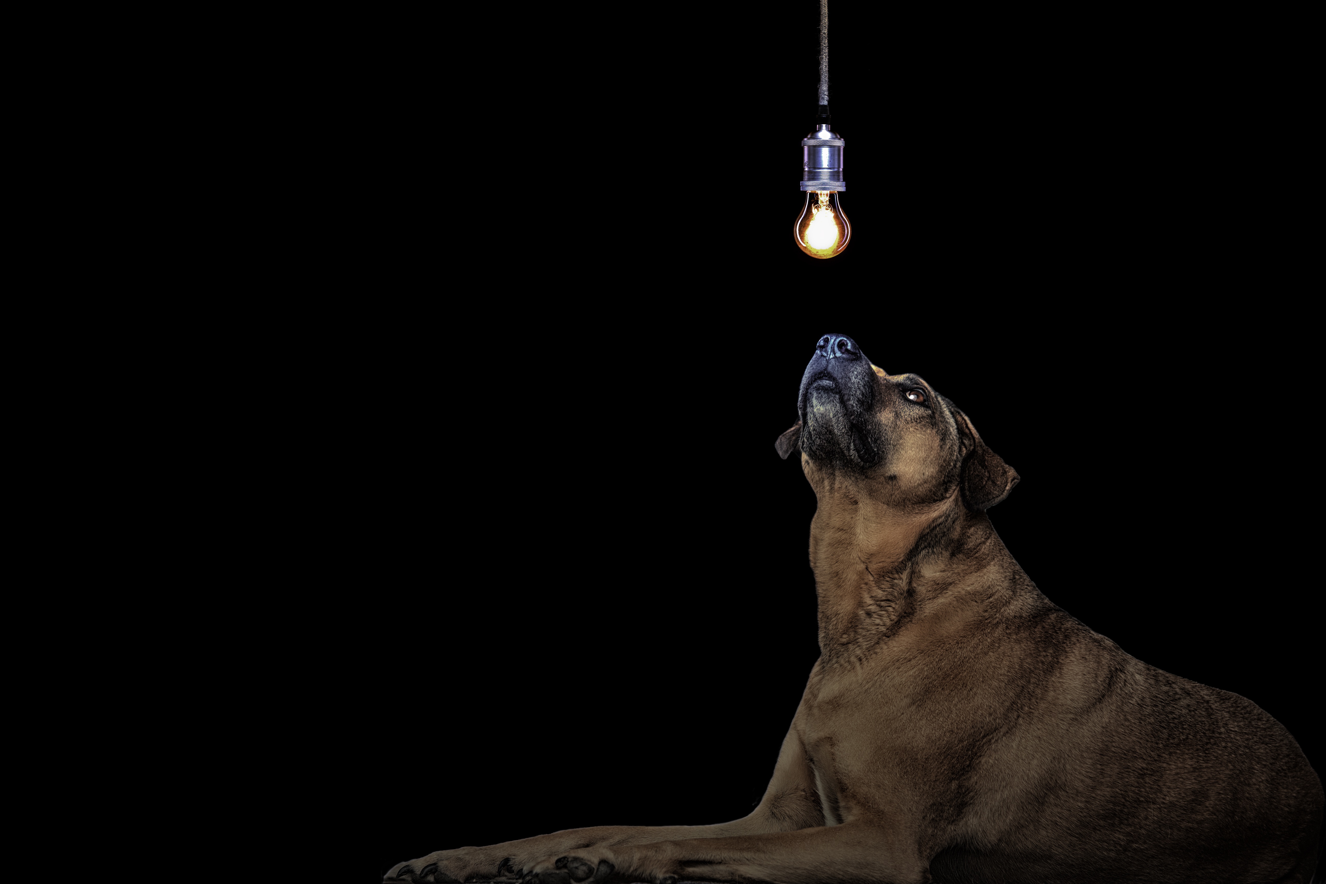 83630 завантажити шпалери лампочки, темні, темний, собака, пес, лампочка, ідея - заставки і картинки безкоштовно