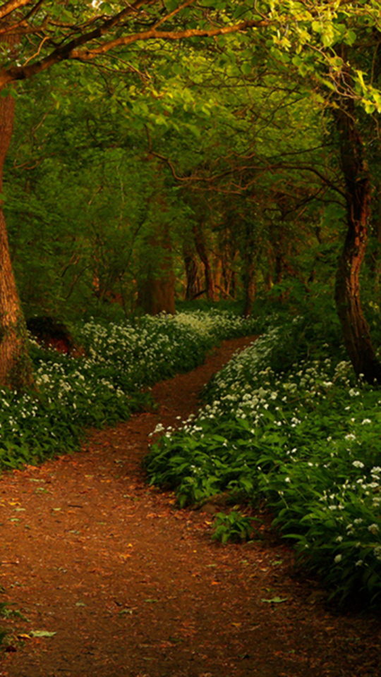 Download mobile wallpaper Flower, Forest, Tree, Earth, Path, Spring for free.