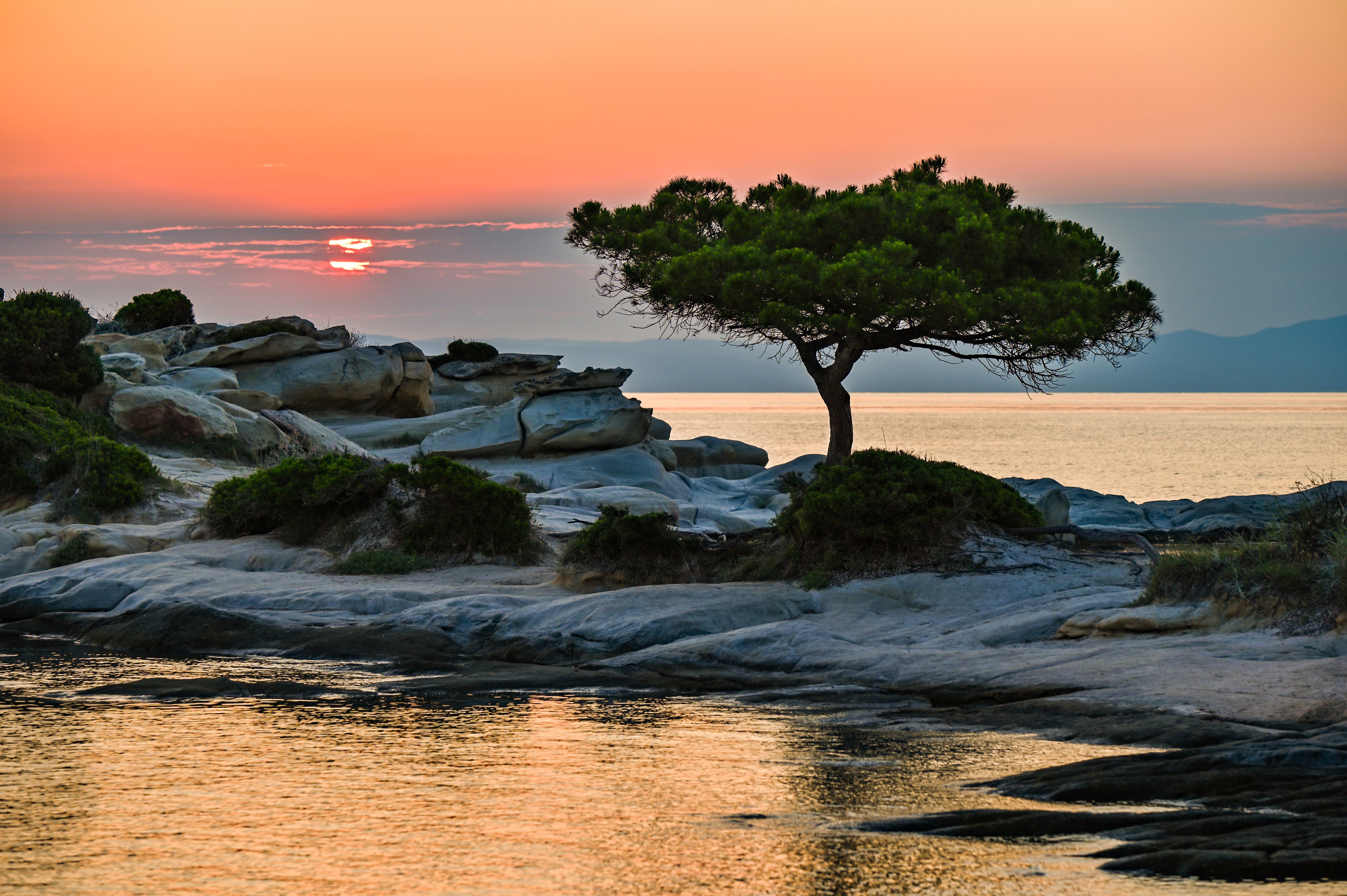 Download mobile wallpaper Trees, Sunset, Pine, Shore, Earth, Pine Tree for free.