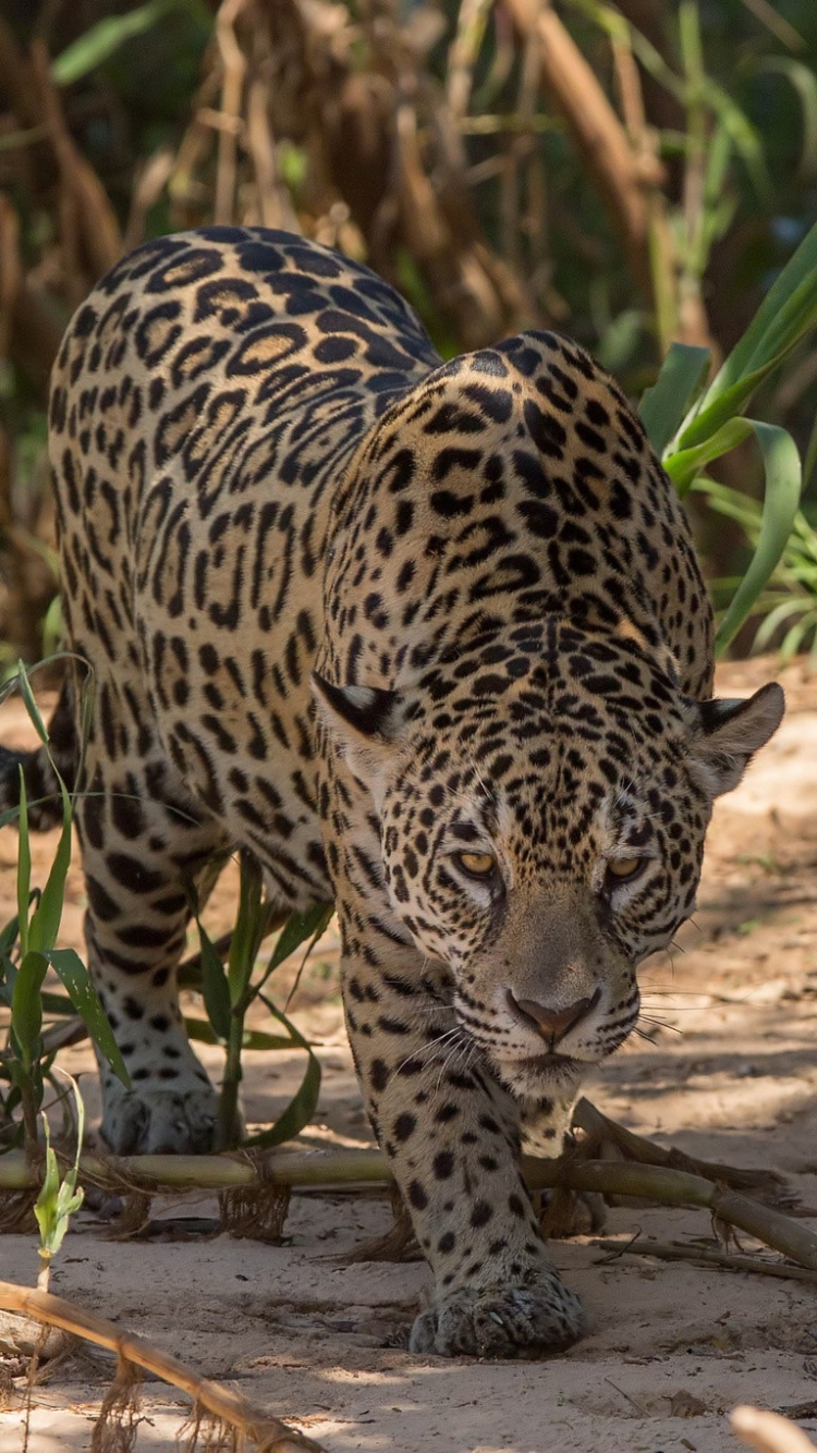 Descarga gratuita de fondo de pantalla para móvil de Animales, Gatos, Jaguar.