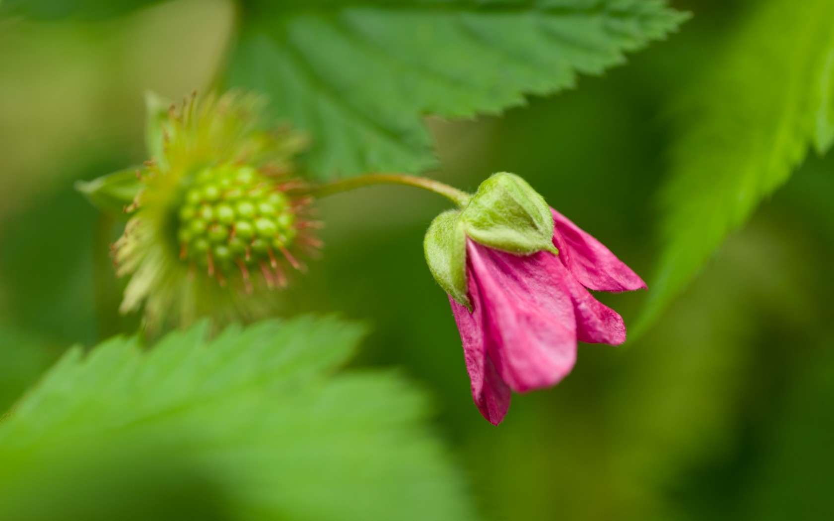 Free download wallpaper Blossom, Flowers, Earth on your PC desktop