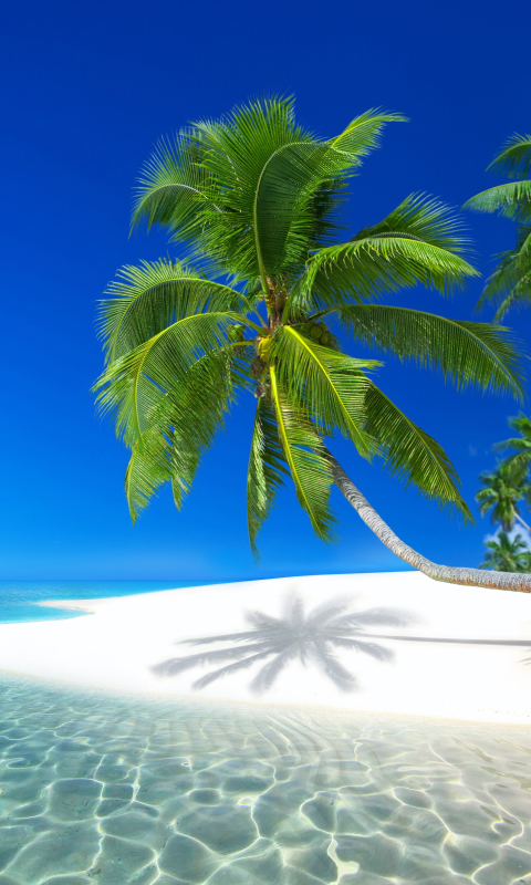 Скачати мобільні шпалери Море, Пальма, Земля, Острів, Тропічний, Сейшельські Острови, Пляжний безкоштовно.