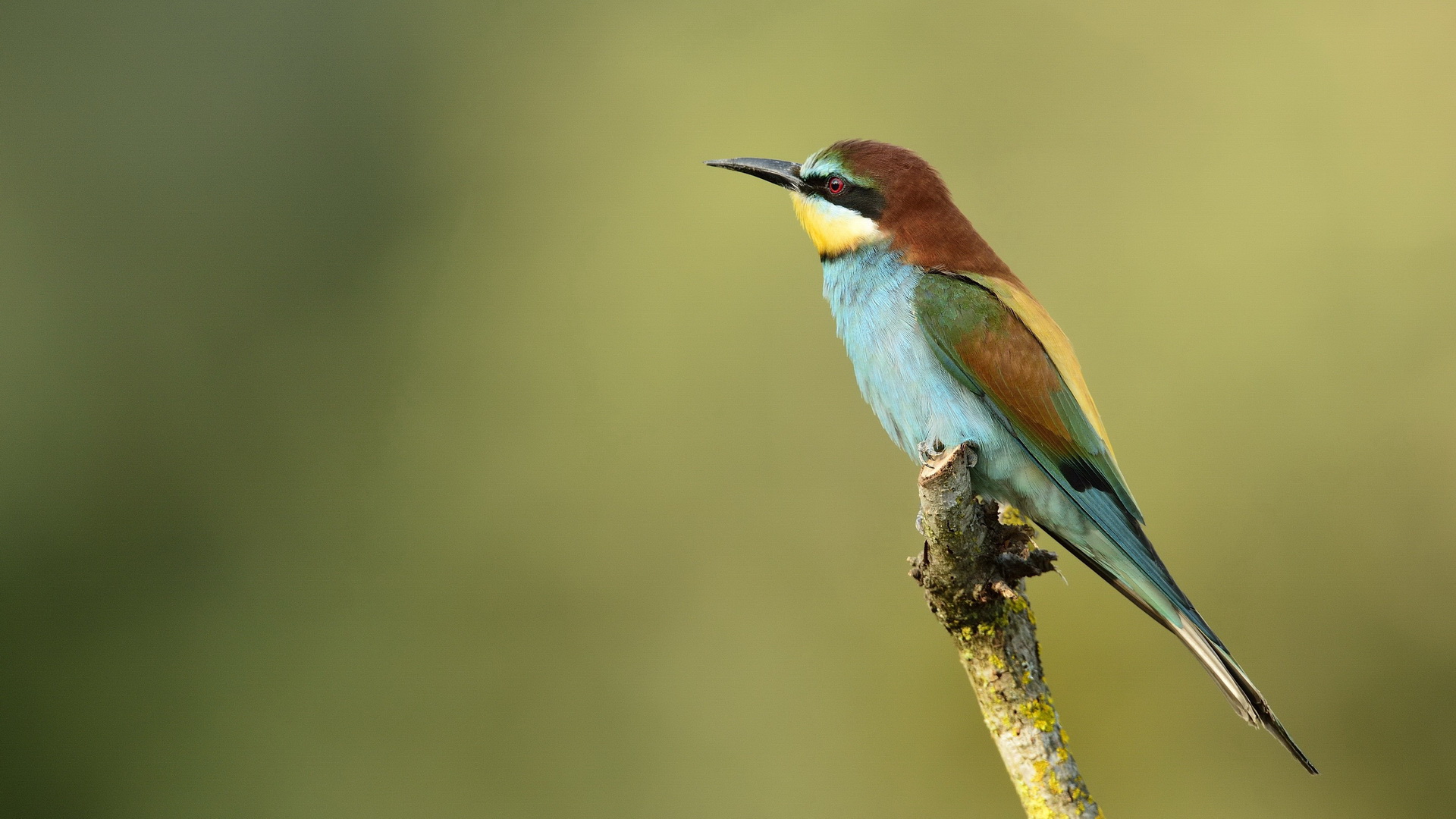 Download mobile wallpaper Animal, Bee Eater for free.
