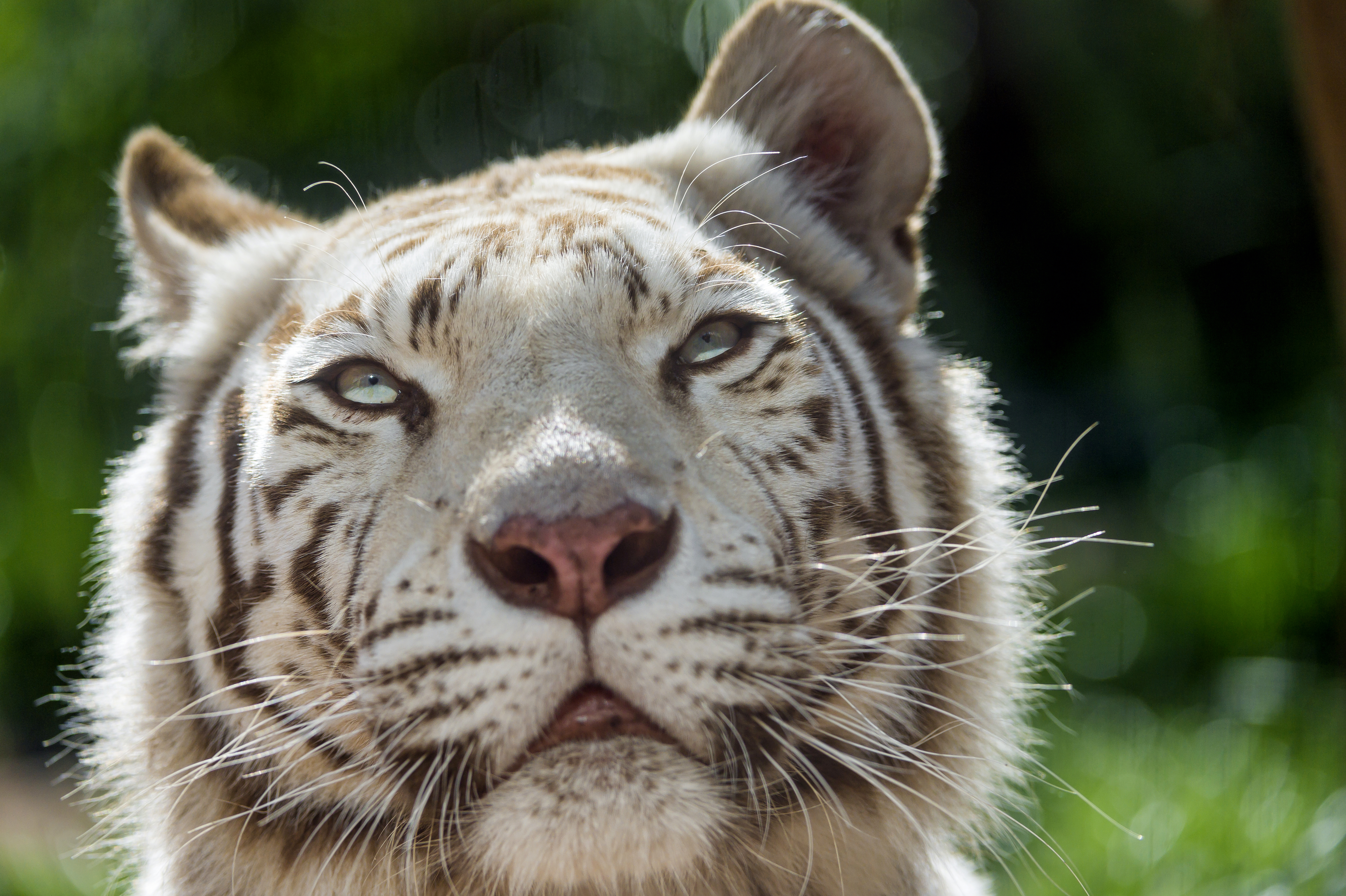 Скачать картинку Животные, Белый Тигр, Кошки в телефон бесплатно.