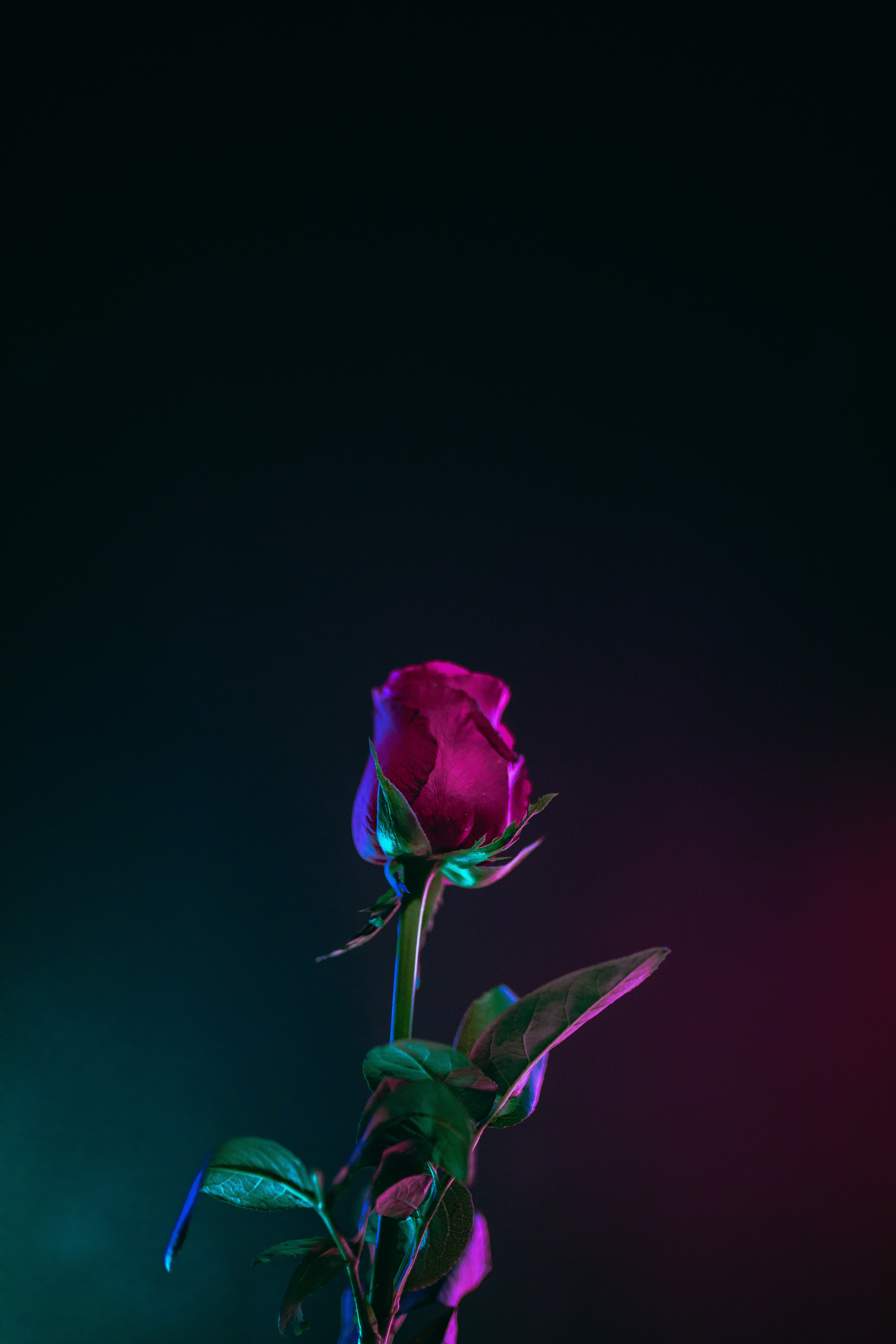 rose flower, stalk, dark background, leaves, flowers, rose, bud, stem