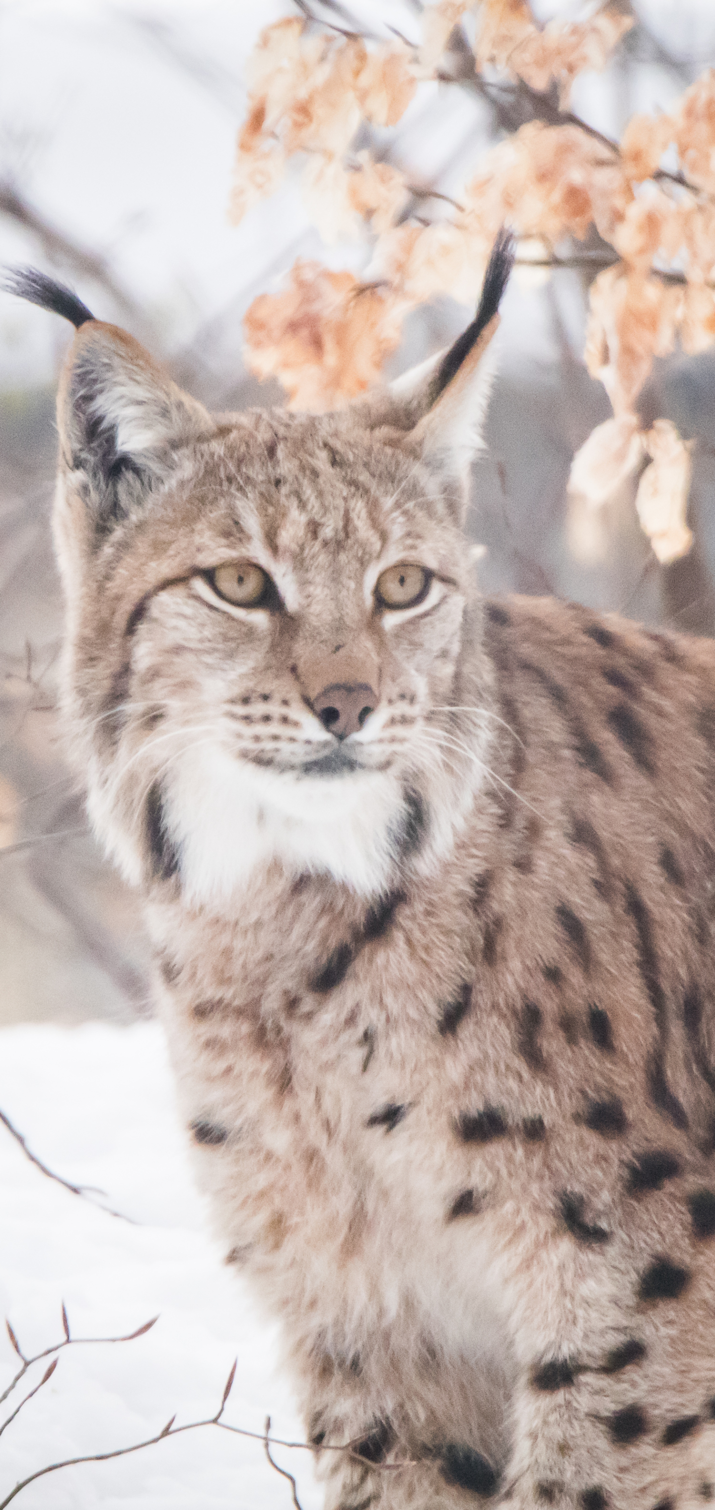 Baixe gratuitamente a imagem Animais, Gatos, Lince na área de trabalho do seu PC