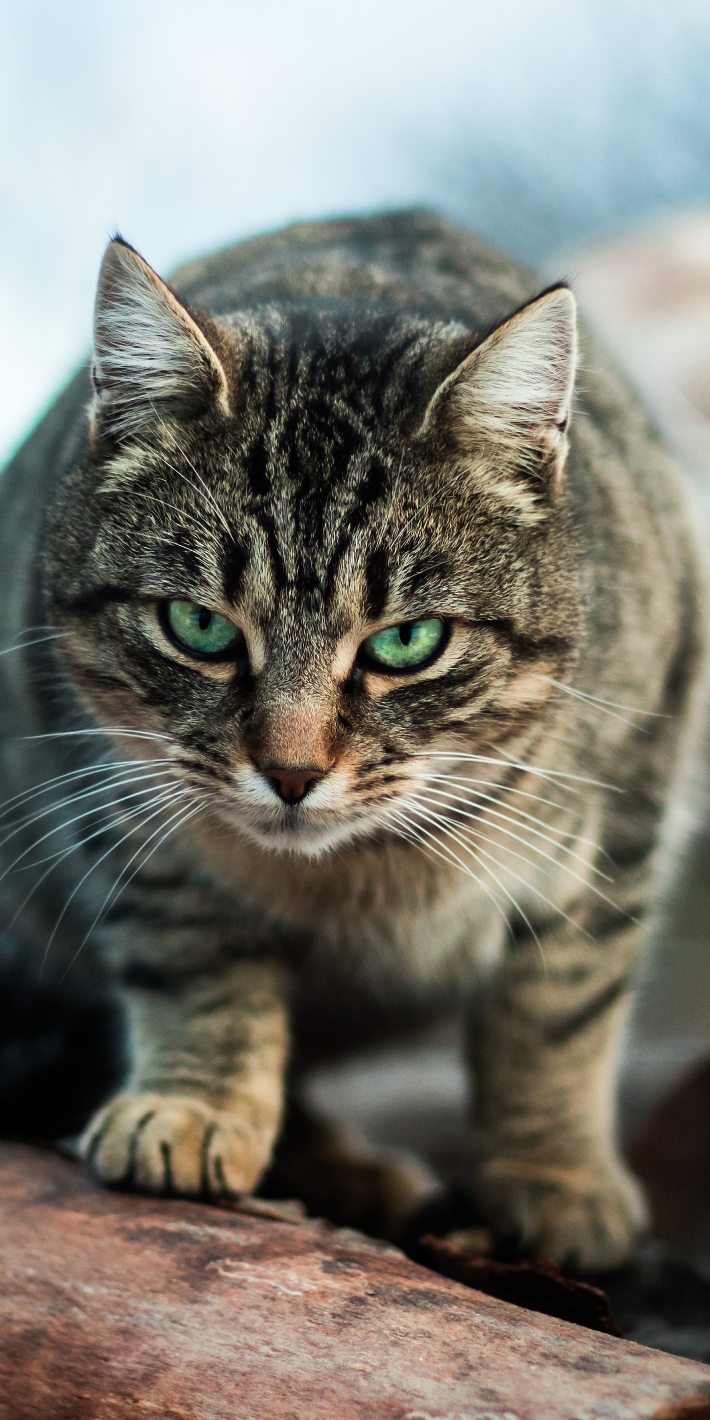 無料モバイル壁紙動物, ネコ, 猫, 緑の目, 見詰めるをダウンロードします。