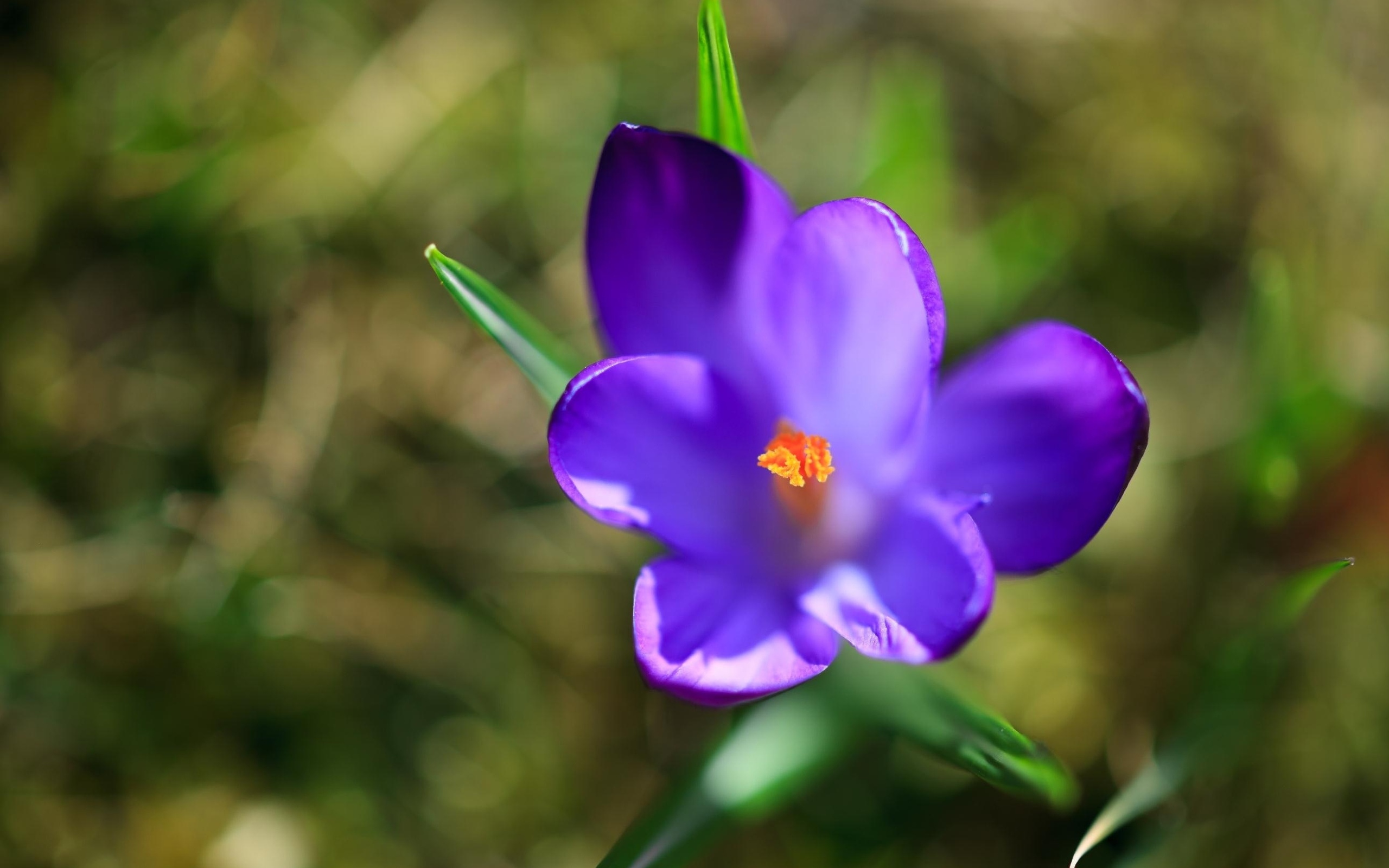 Download mobile wallpaper Crocus, Purple Flower, Flowers, Flower, Earth for free.