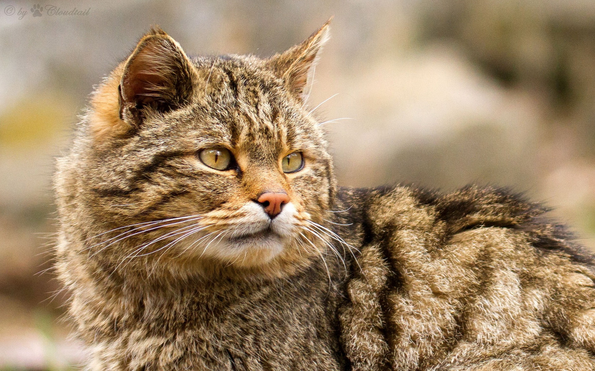 Baixe gratuitamente a imagem Animais, Gatos, Gato na área de trabalho do seu PC