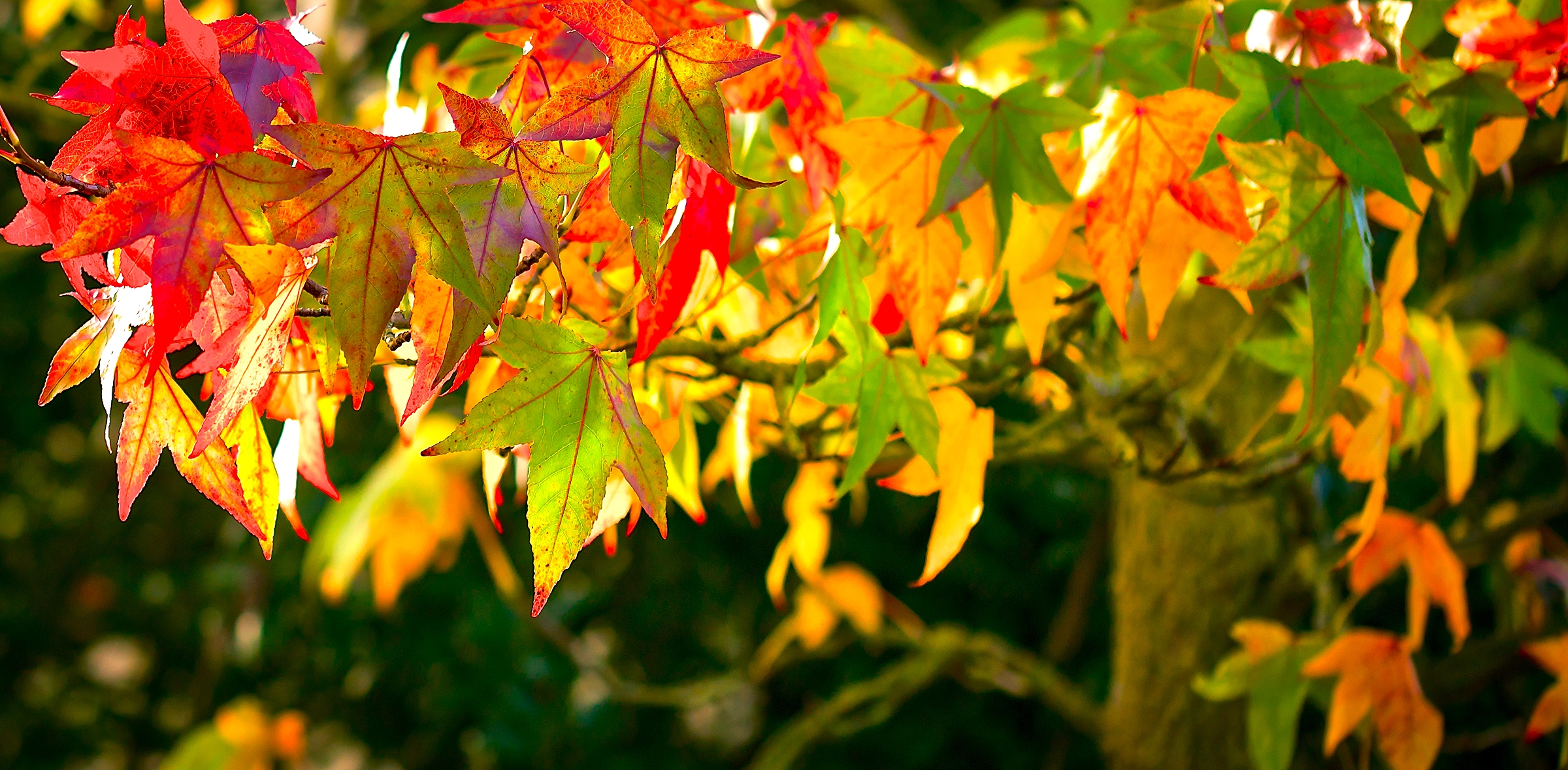 Free download wallpaper Leaf, Fall, Branch, Earth, Sunshine on your PC desktop