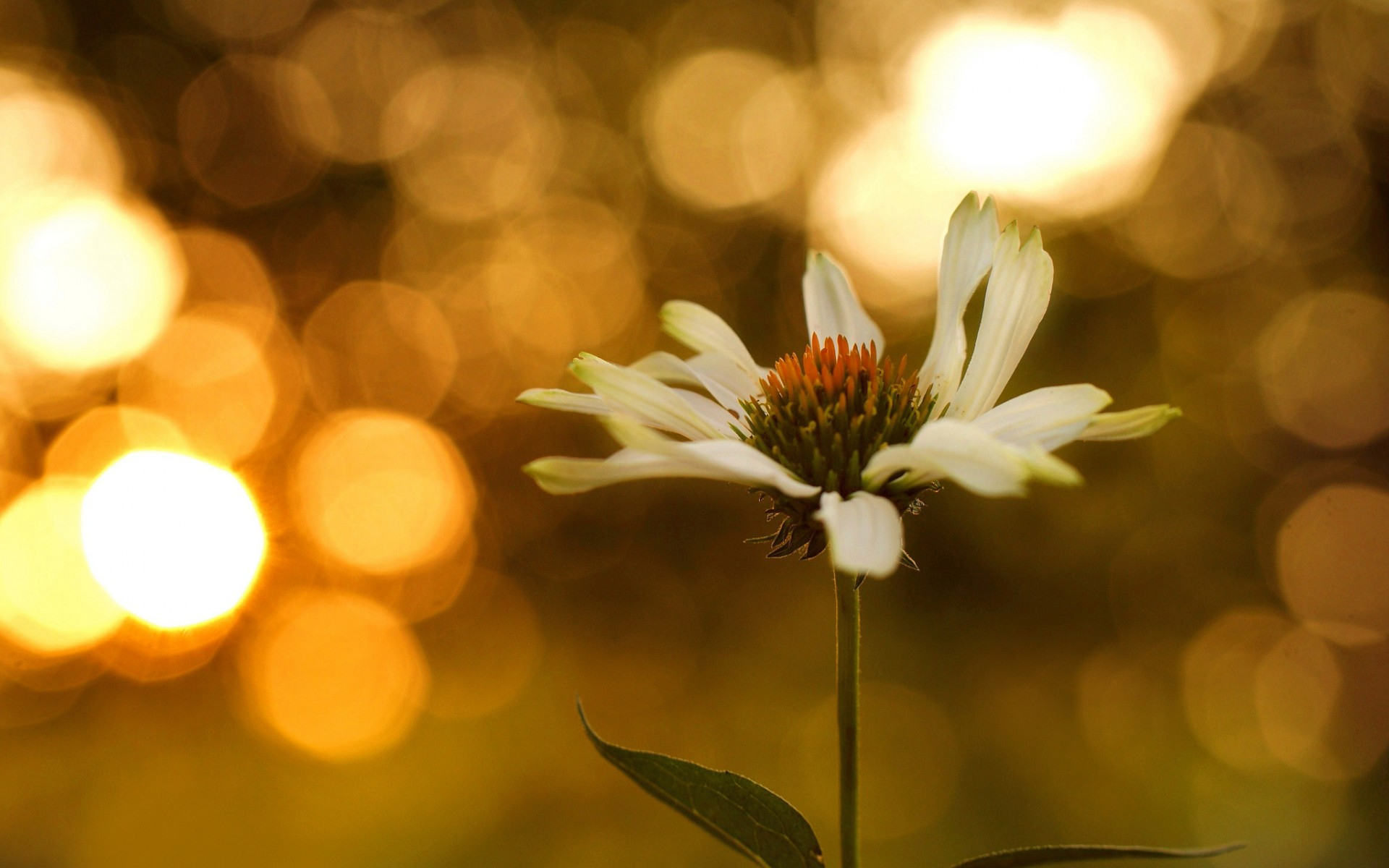 Descarga gratis la imagen Flores, Flor, Tierra/naturaleza en el escritorio de tu PC