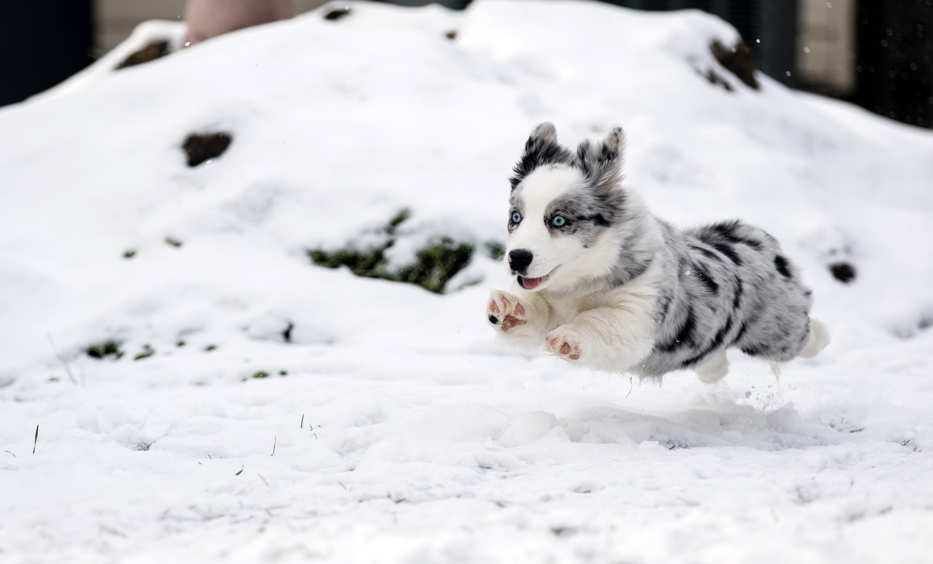 Download mobile wallpaper Winter, Dogs, Snow, Animal, Puppy, Australian Shepherd, Baby Animal for free.