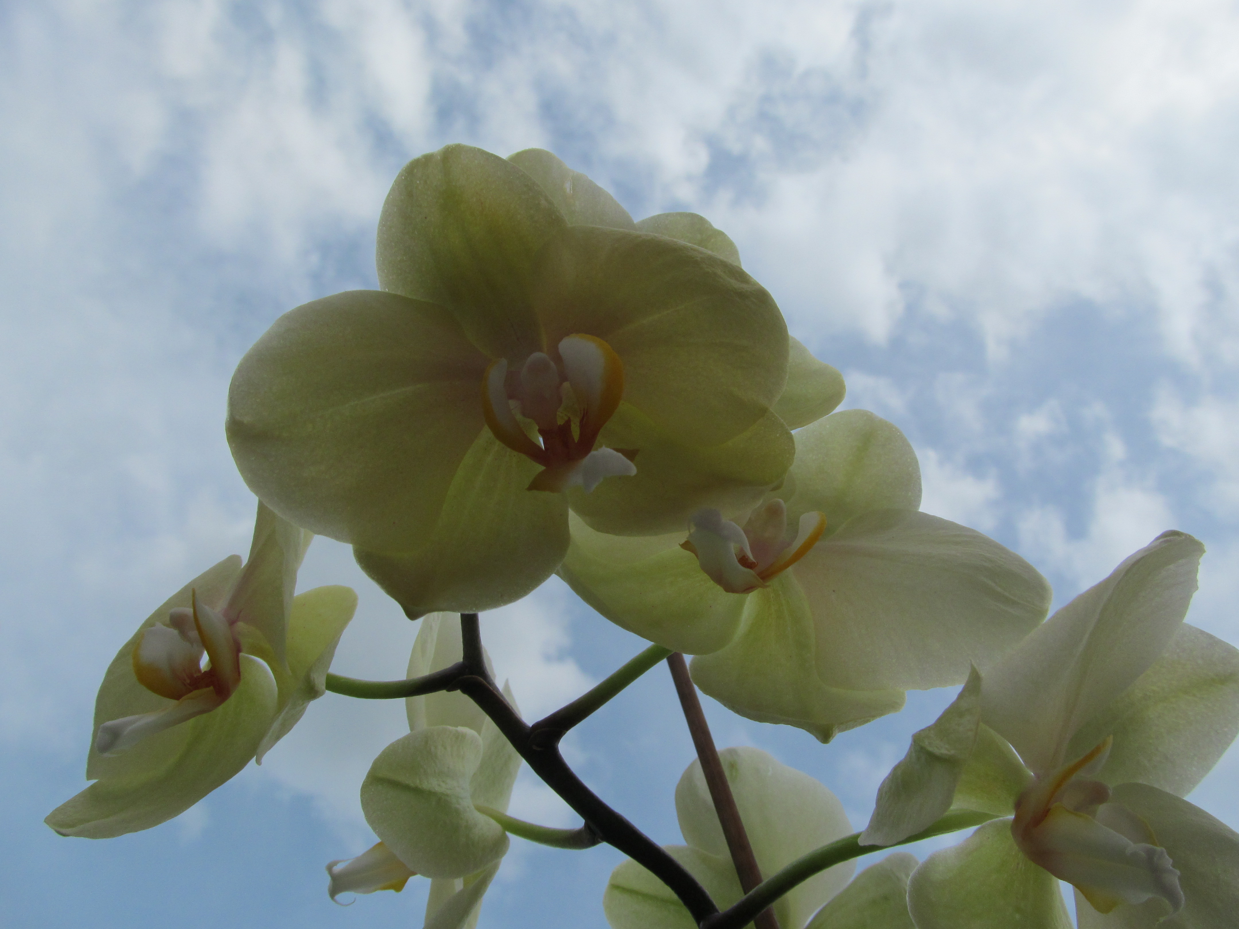 Descarga gratuita de fondo de pantalla para móvil de Orquídea, Tierra/naturaleza.