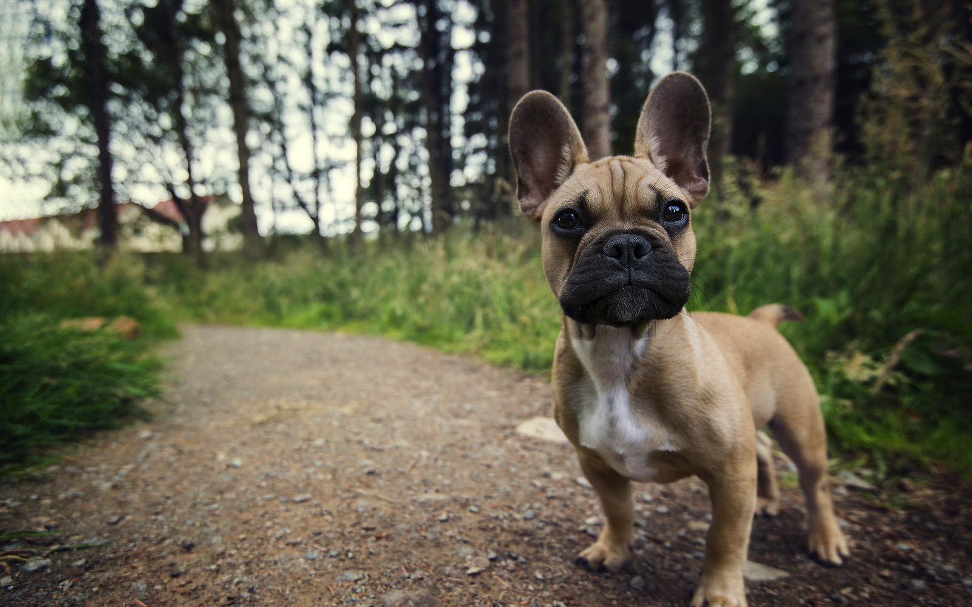 Download mobile wallpaper Dogs, Dog, Path, Animal, Puppy, French Bulldog, Dirt Road for free.
