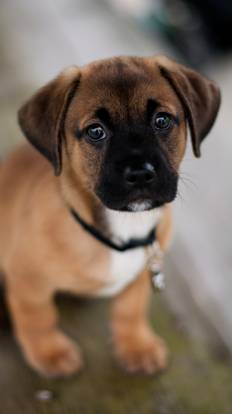 Baixar papel de parede para celular de Animais, Cães, Filhote gratuito.