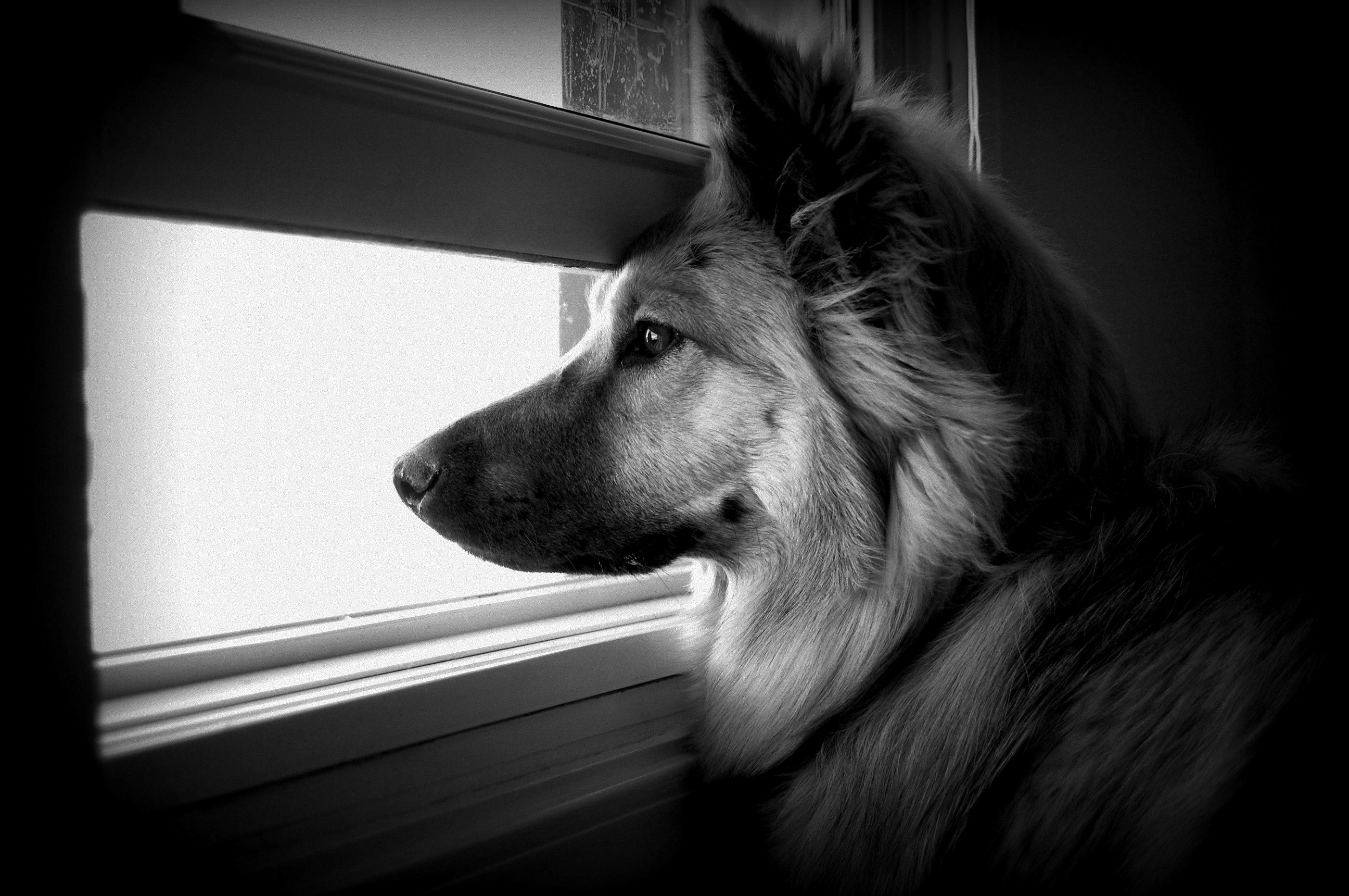 animals, dog, muzzle, bw, chb, window, profile, watch, to watch