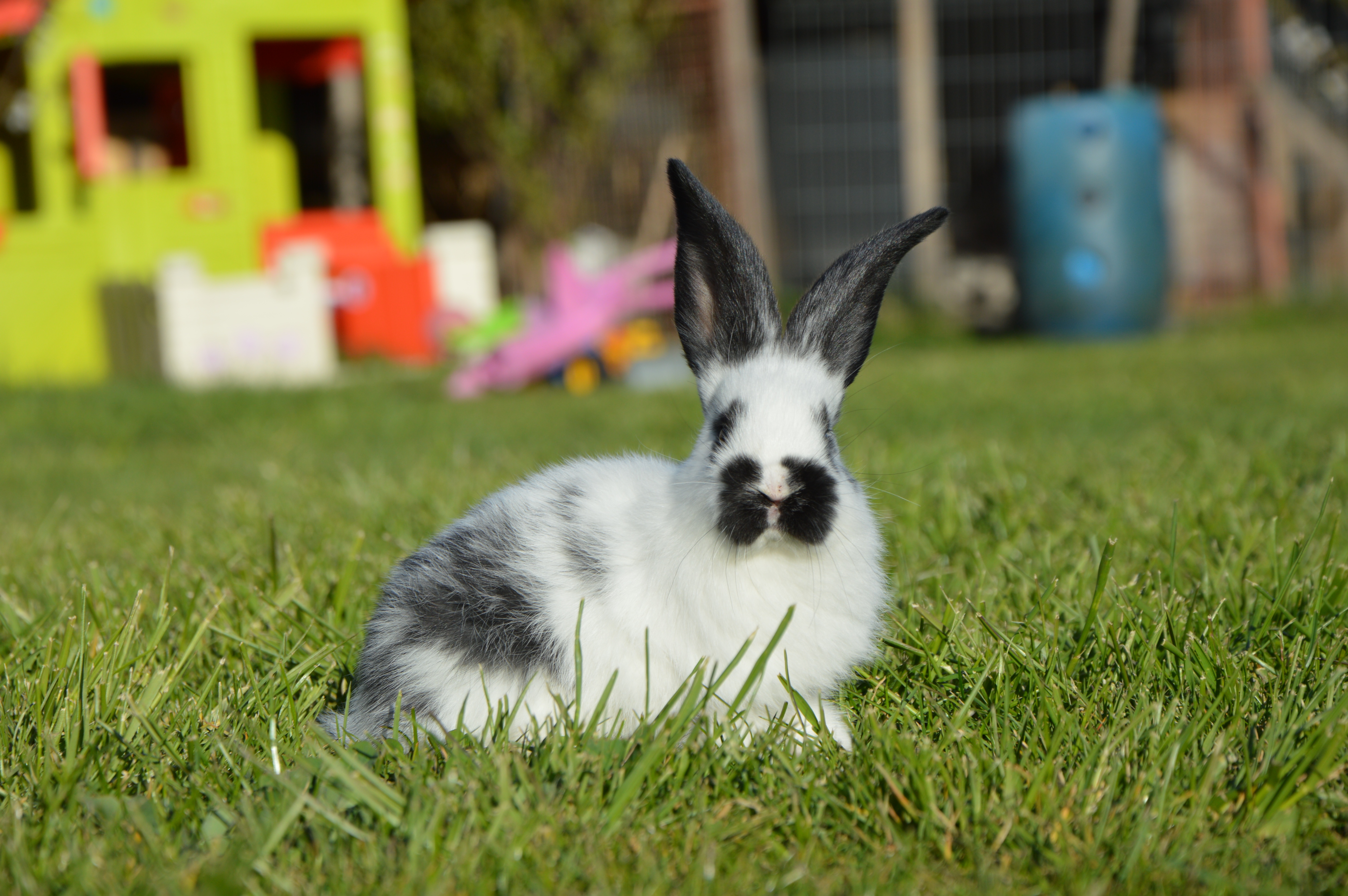 Download mobile wallpaper Grass, Animal, Rabbit, Depth Of Field for free.