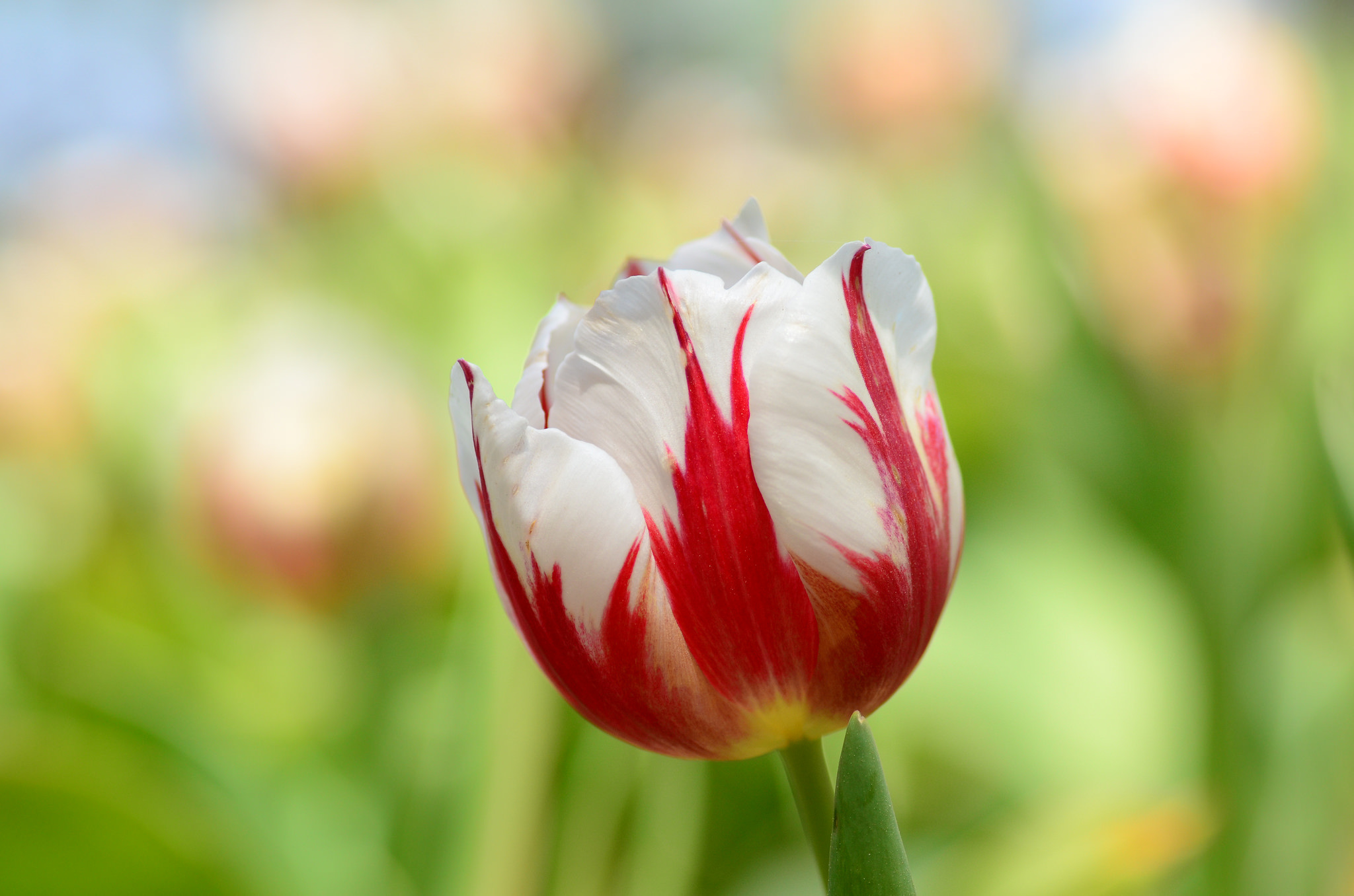 Free download wallpaper Nature, Flowers, Flower, Close Up, Earth, Bokeh, Tulip on your PC desktop