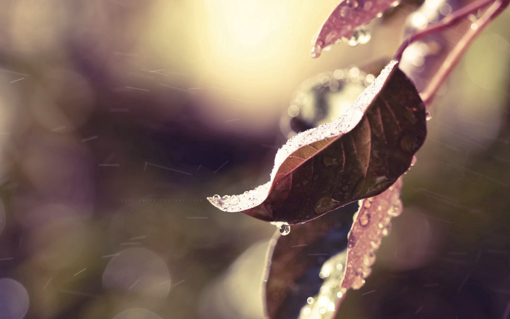Download mobile wallpaper Macro, Glare, Leaves, Drops, Shine, Light for free.