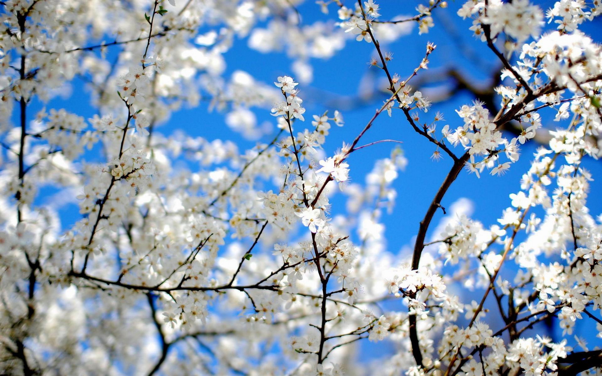 Descarga gratis la imagen Florecer, Flores, Tierra/naturaleza en el escritorio de tu PC