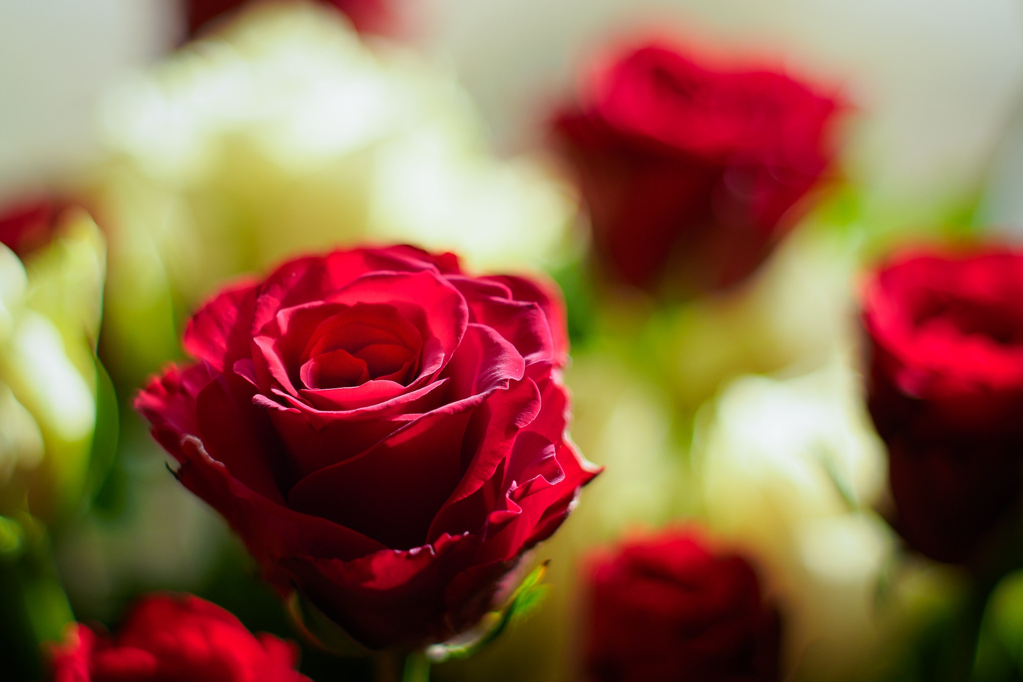 Free download wallpaper Nature, Flowers, Flower, Rose, Blur, Earth, Red Flower on your PC desktop