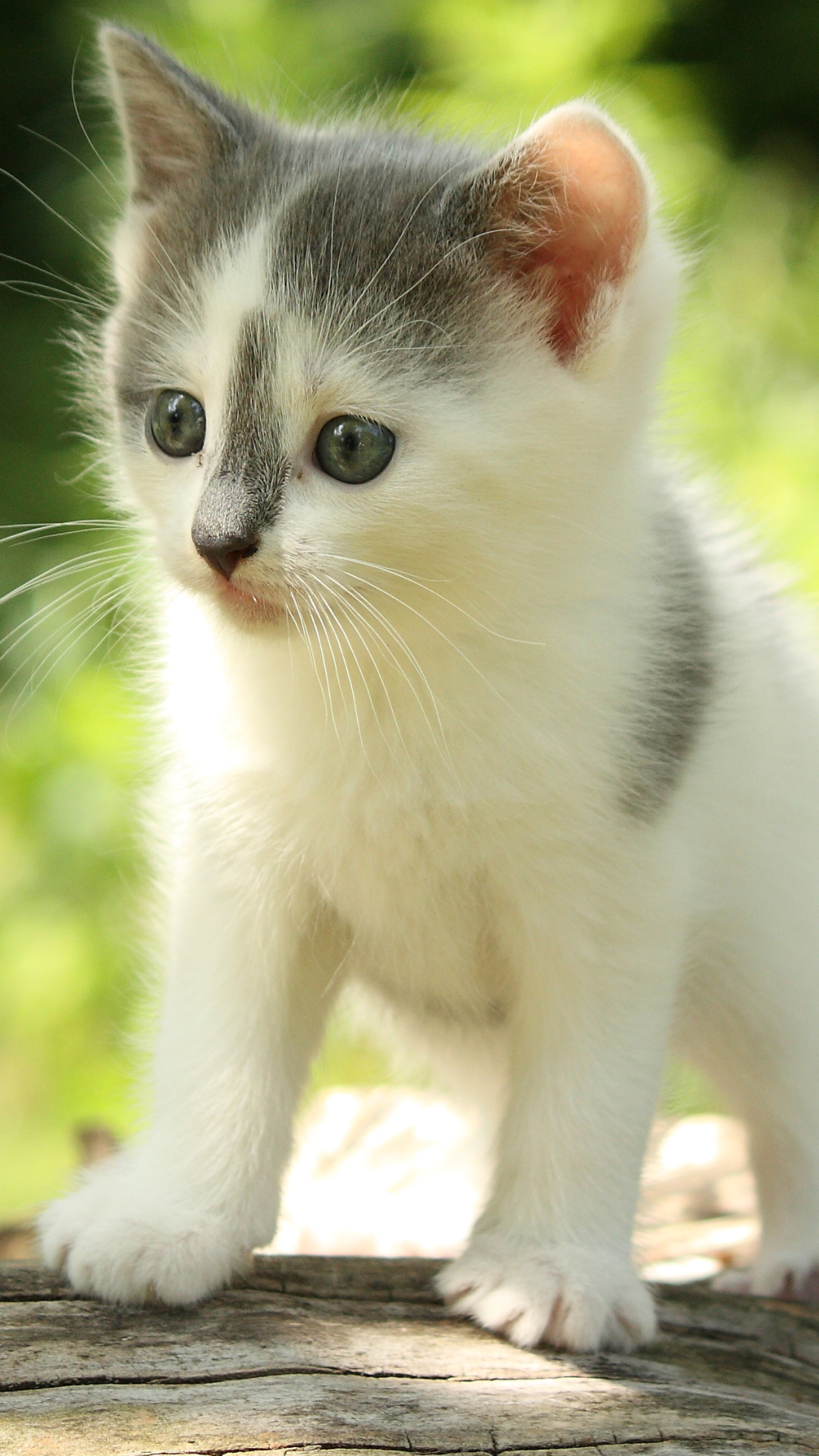 Download mobile wallpaper Cats, Cat, Kitten, Animal, Baby Animal for free.