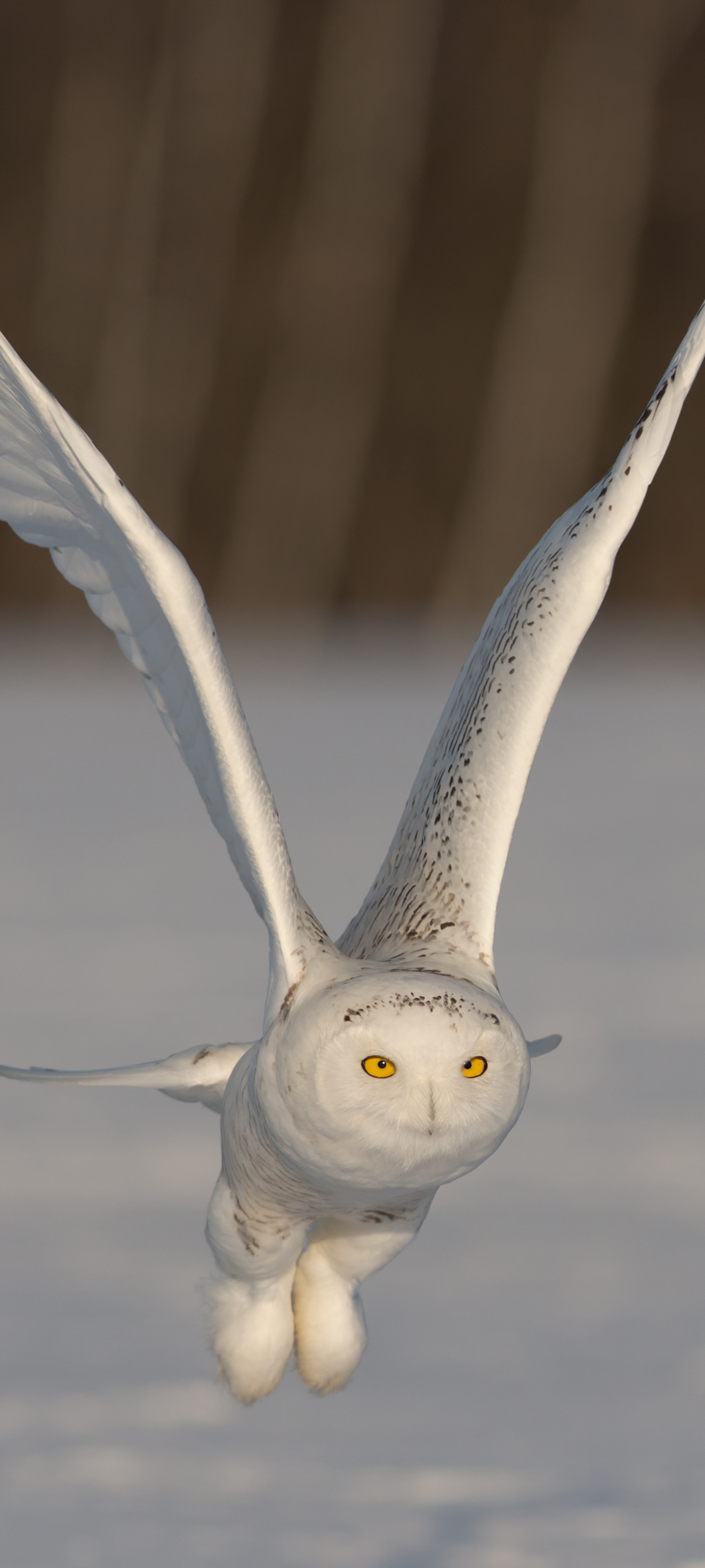 Free download wallpaper Birds, Owl, Bird, Animal, Snowy Owl on your PC desktop