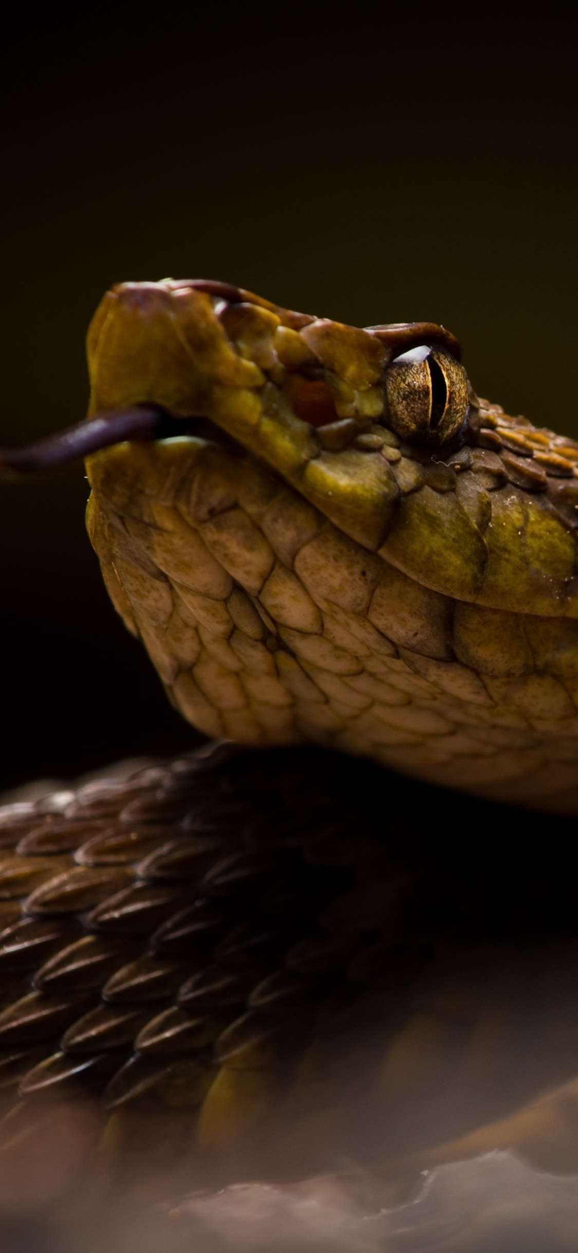 Descarga gratuita de fondo de pantalla para móvil de Animales, De Cerca, Reptil, Serpiente, Reptiles, Víbora, Crótalo.