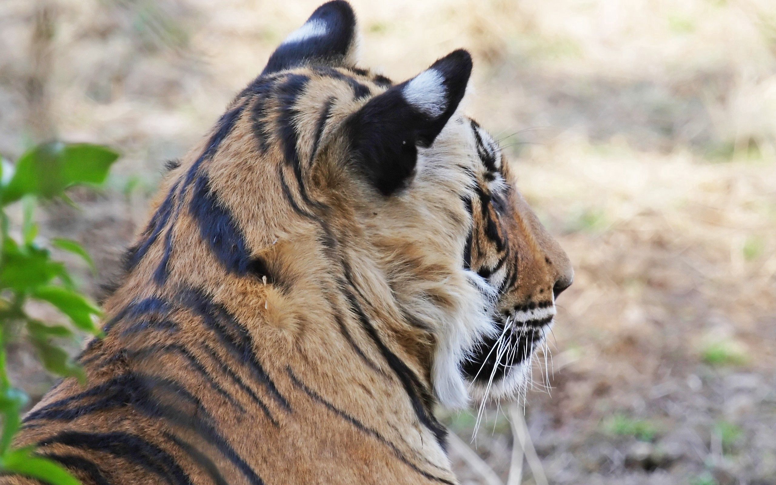 52678 скачать картинку животные, морда, тигр, полосатый, уши - обои и заставки бесплатно