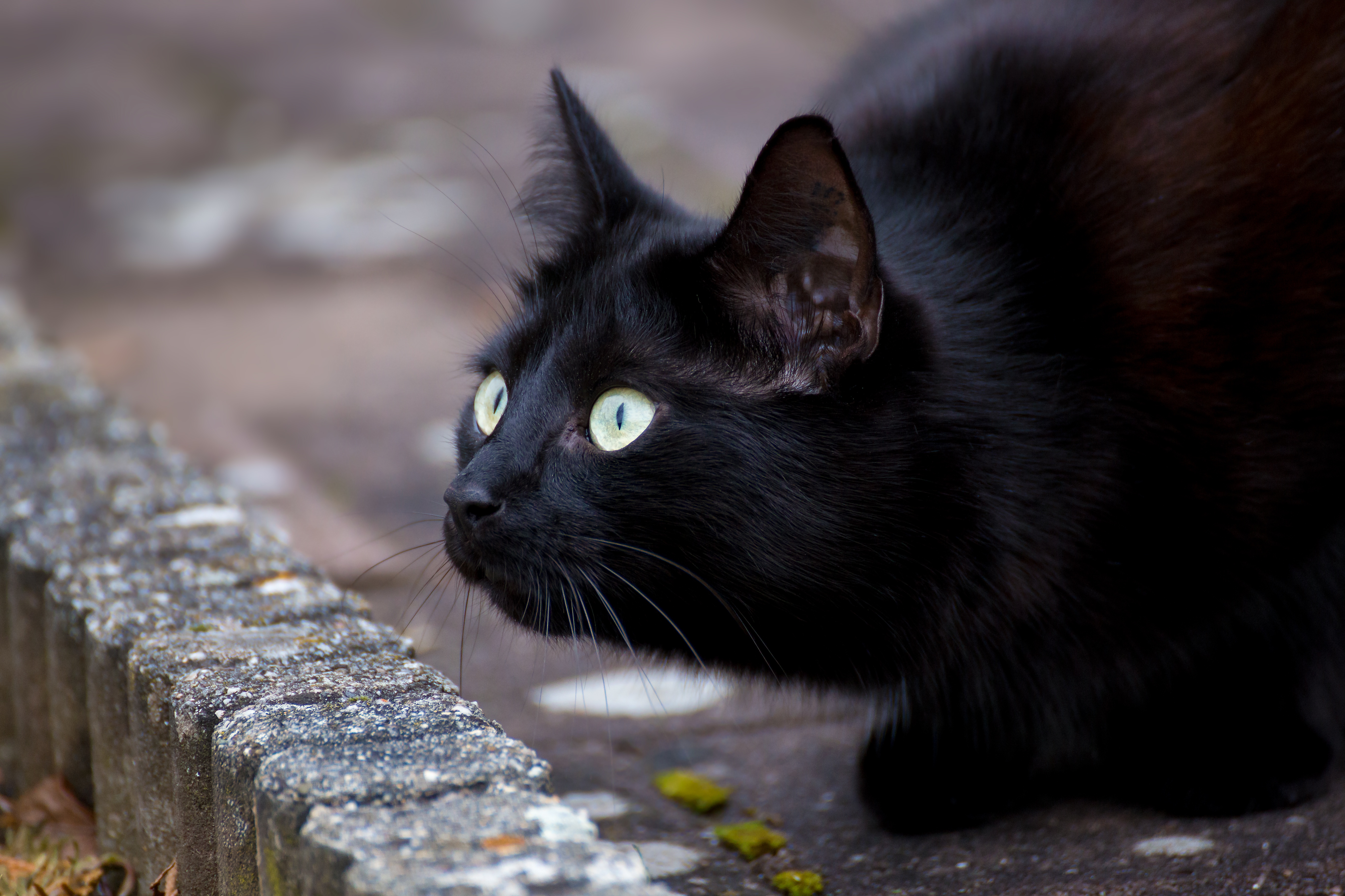 Baixe gratuitamente a imagem Animais, Gatos, Gato, Olhar Fixamente na área de trabalho do seu PC