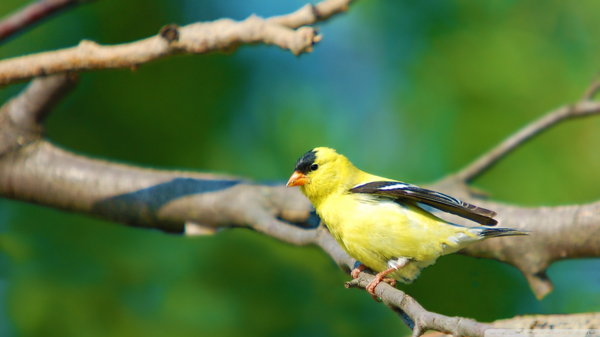 Download mobile wallpaper Goldfinch, Bird, Birds, Animal for free.