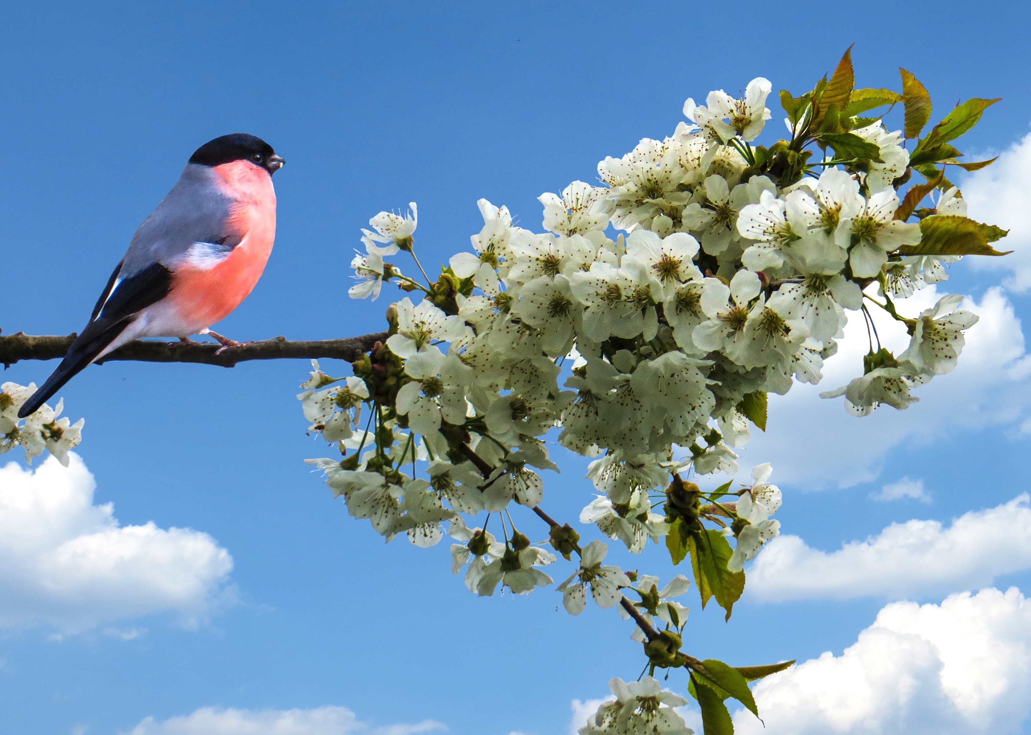 animal, bullfinch, bird, blossom, branch, white flower, birds