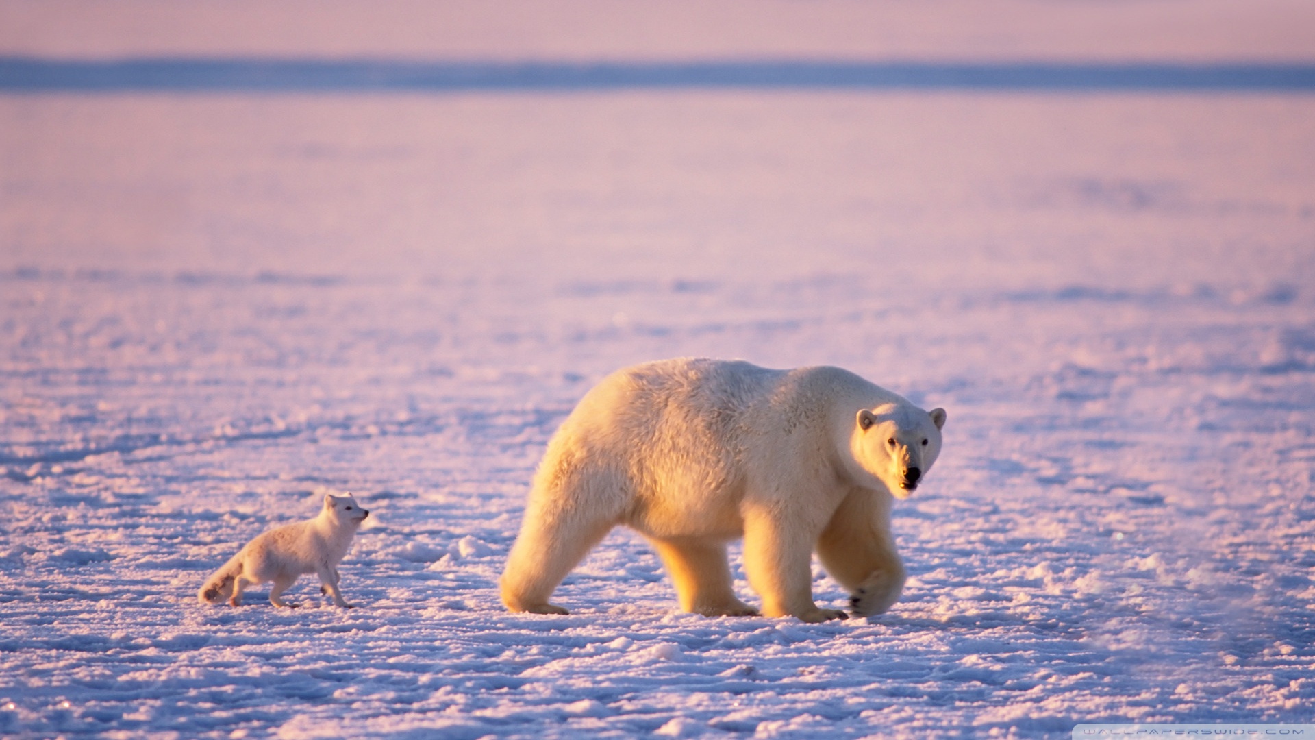 Free download wallpaper Bears, Fox, Bear, Animal, Polar Bear on your PC desktop