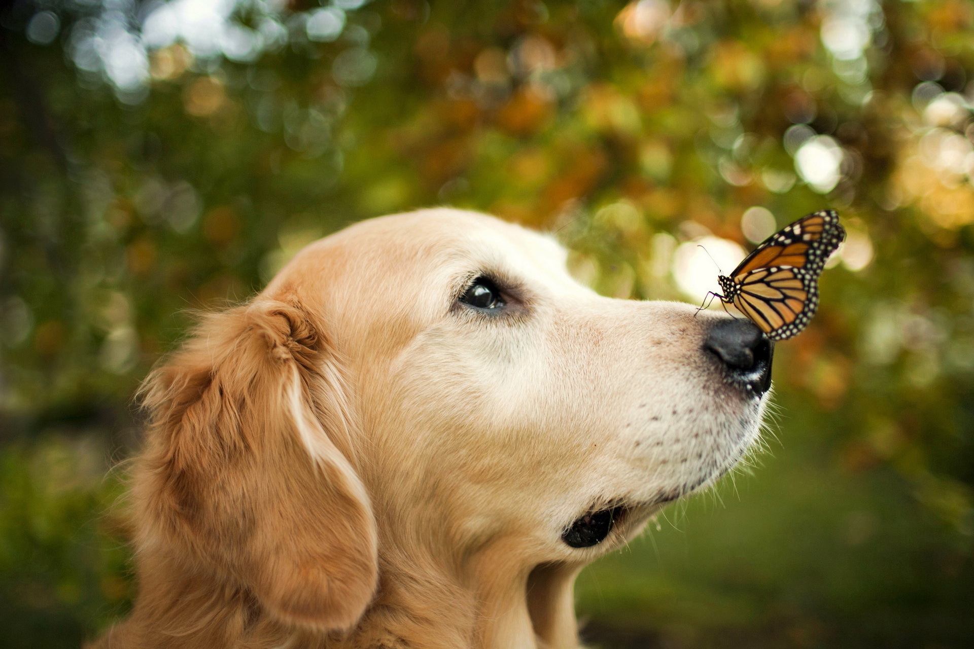 271668 завантажити картинку метелик, собаки, тварина, золотистий ретривер, боке, пес - шпалери і заставки безкоштовно