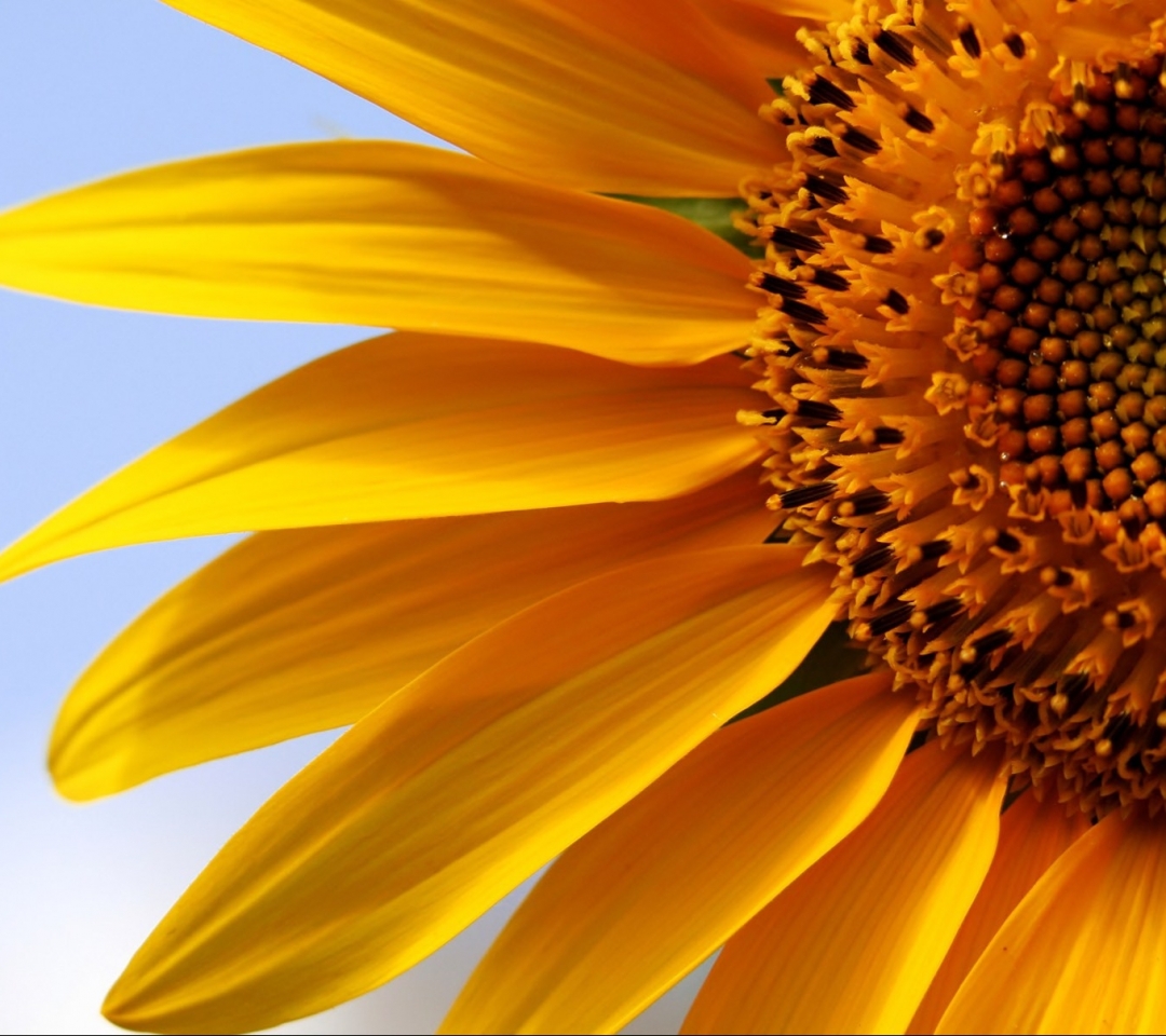 Download mobile wallpaper Flowers, Earth, Sunflower for free.