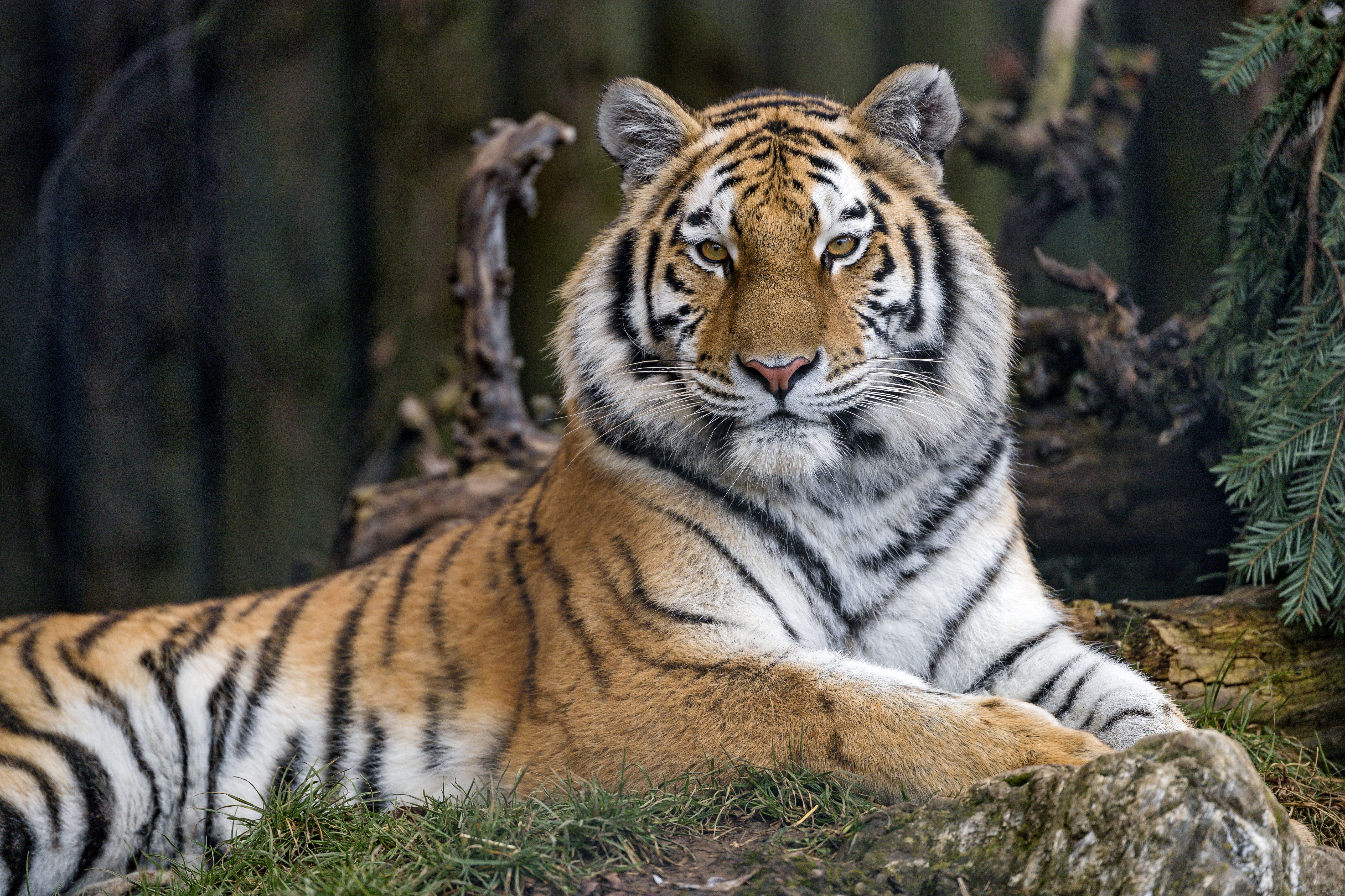 106876 Bild herunterladen tiere, raubtier, predator, große katze, big cat, sicht, meinung, tiger - Hintergrundbilder und Bildschirmschoner kostenlos