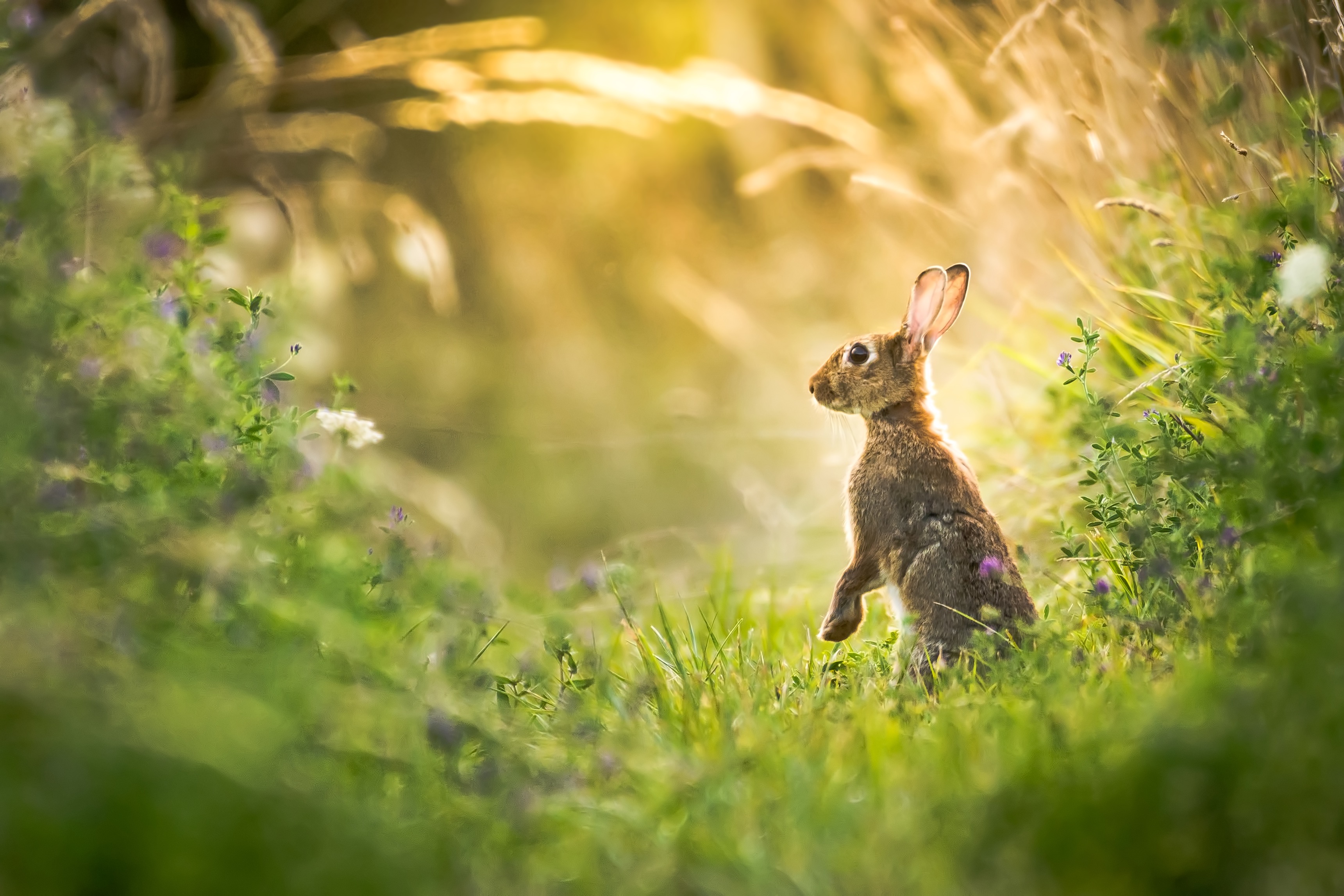 Free download wallpaper Animals, Grass, Animal, Hare, Grey on your PC desktop