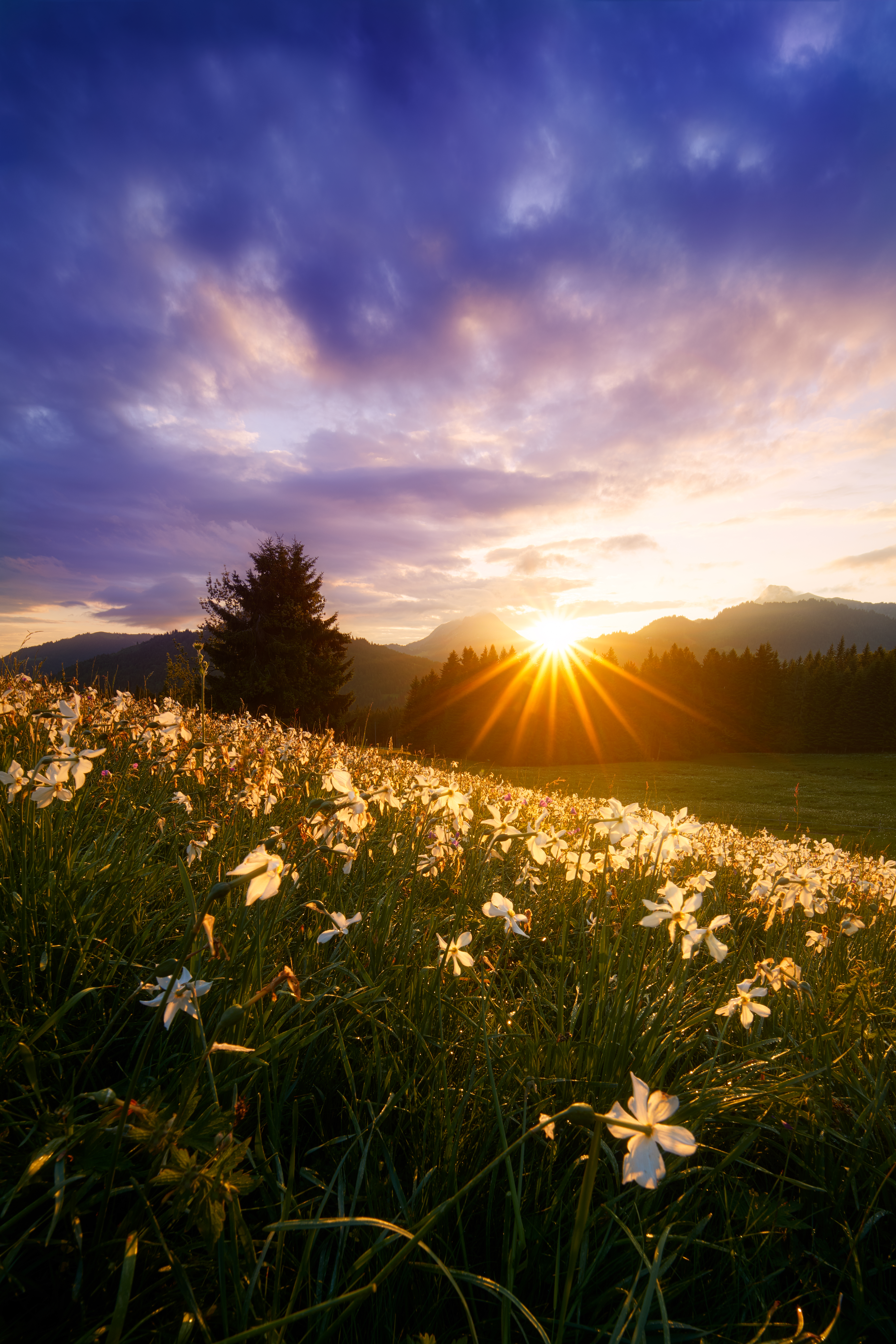 nature, flowers, grass, sun, narcissussi, beams, rays