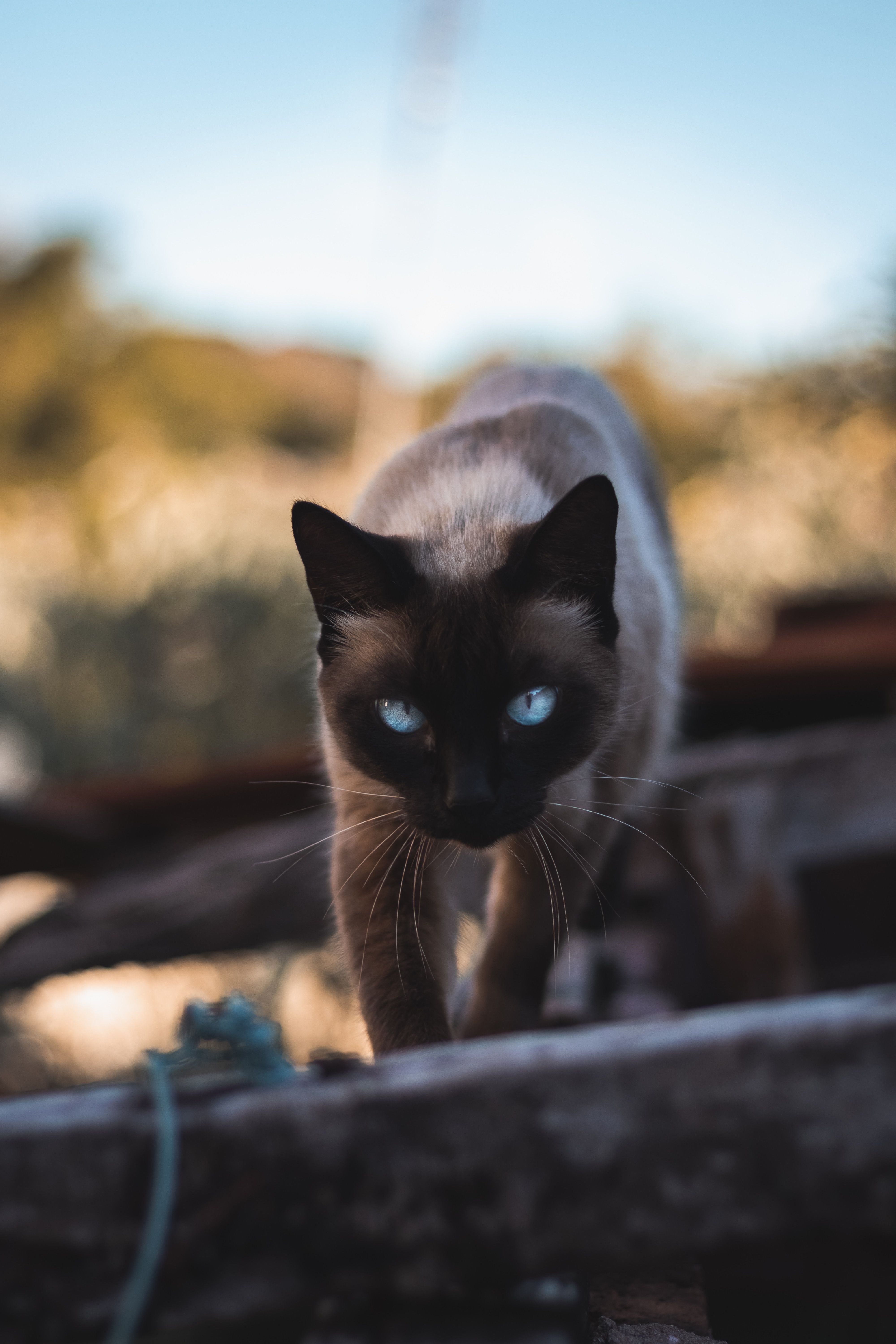 animal, animals, cat, pet, sight, opinion, siamese for android