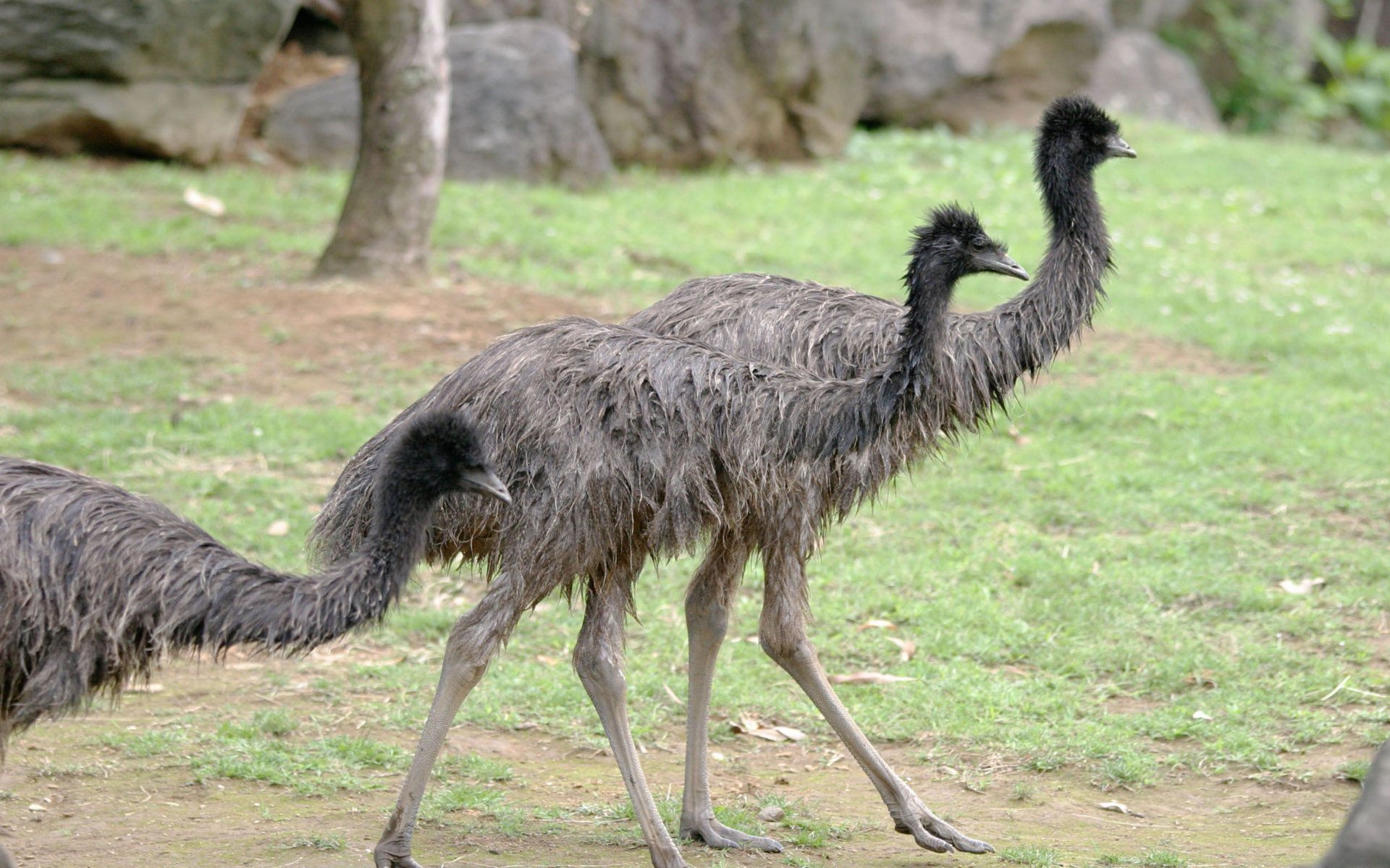 265502 Hintergrundbild herunterladen tiere, emu, vögel - Bildschirmschoner und Bilder kostenlos