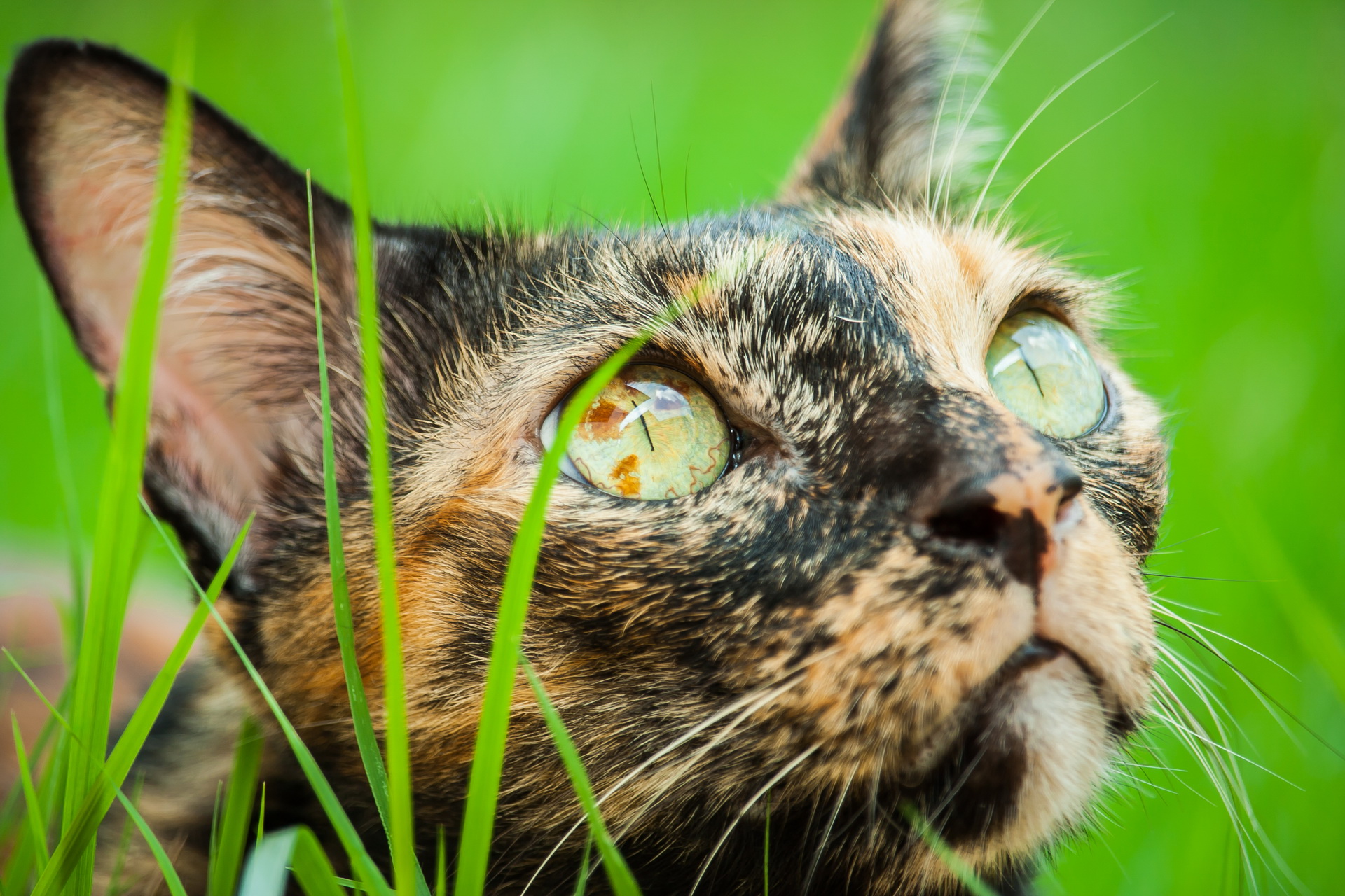 Baixar papel de parede para celular de Animais, Gatos, Gato gratuito.